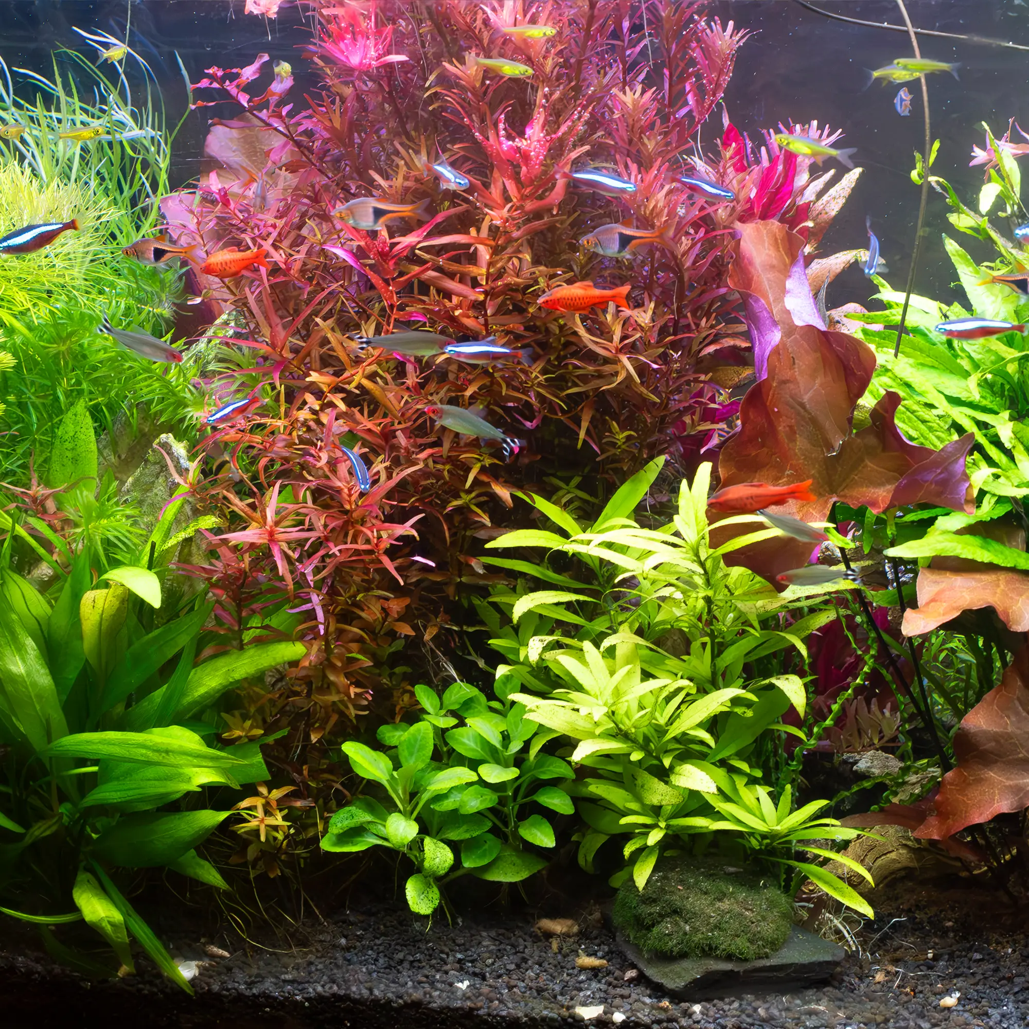 Background Aquarium Plants
