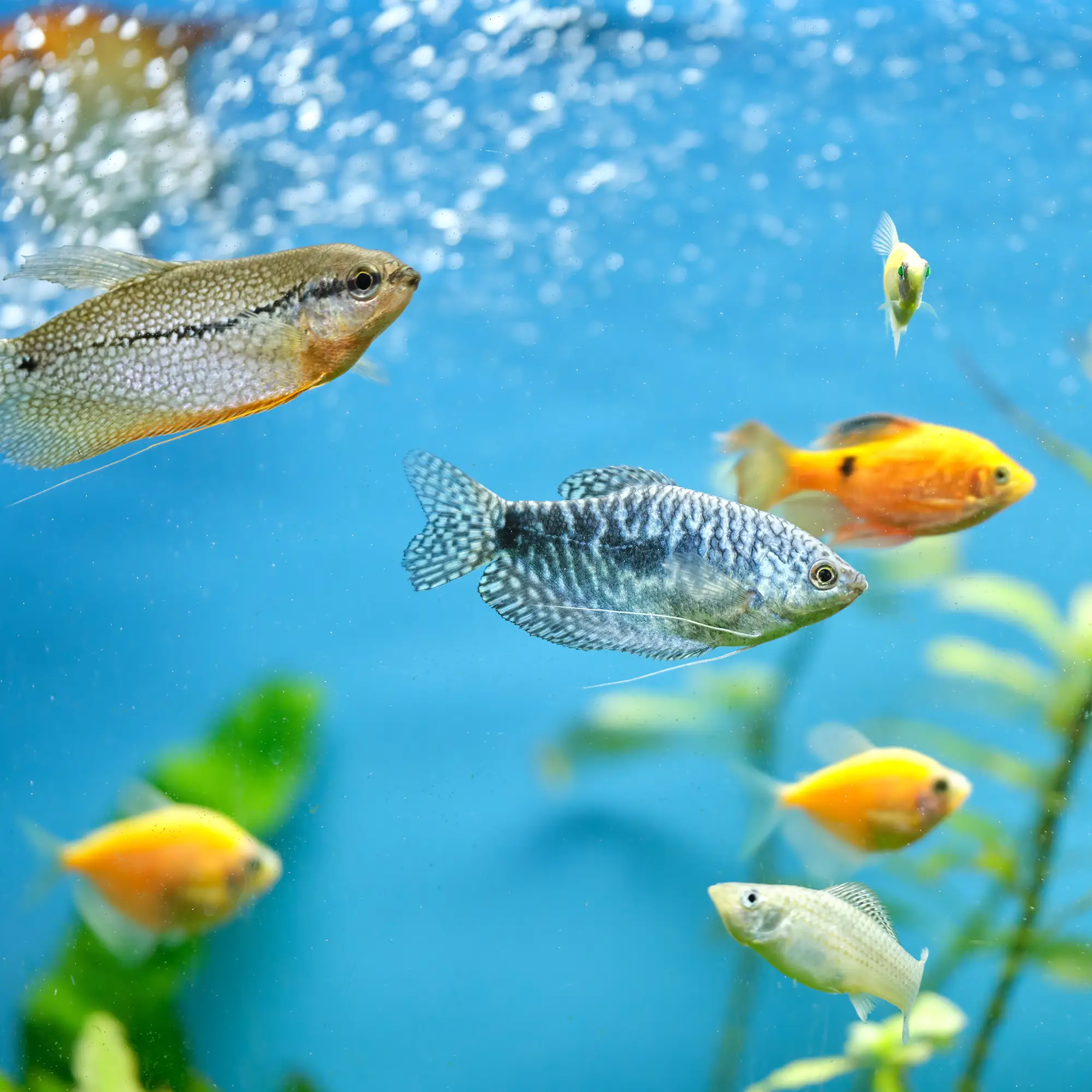 Easy Aquarium Plants for Beginners