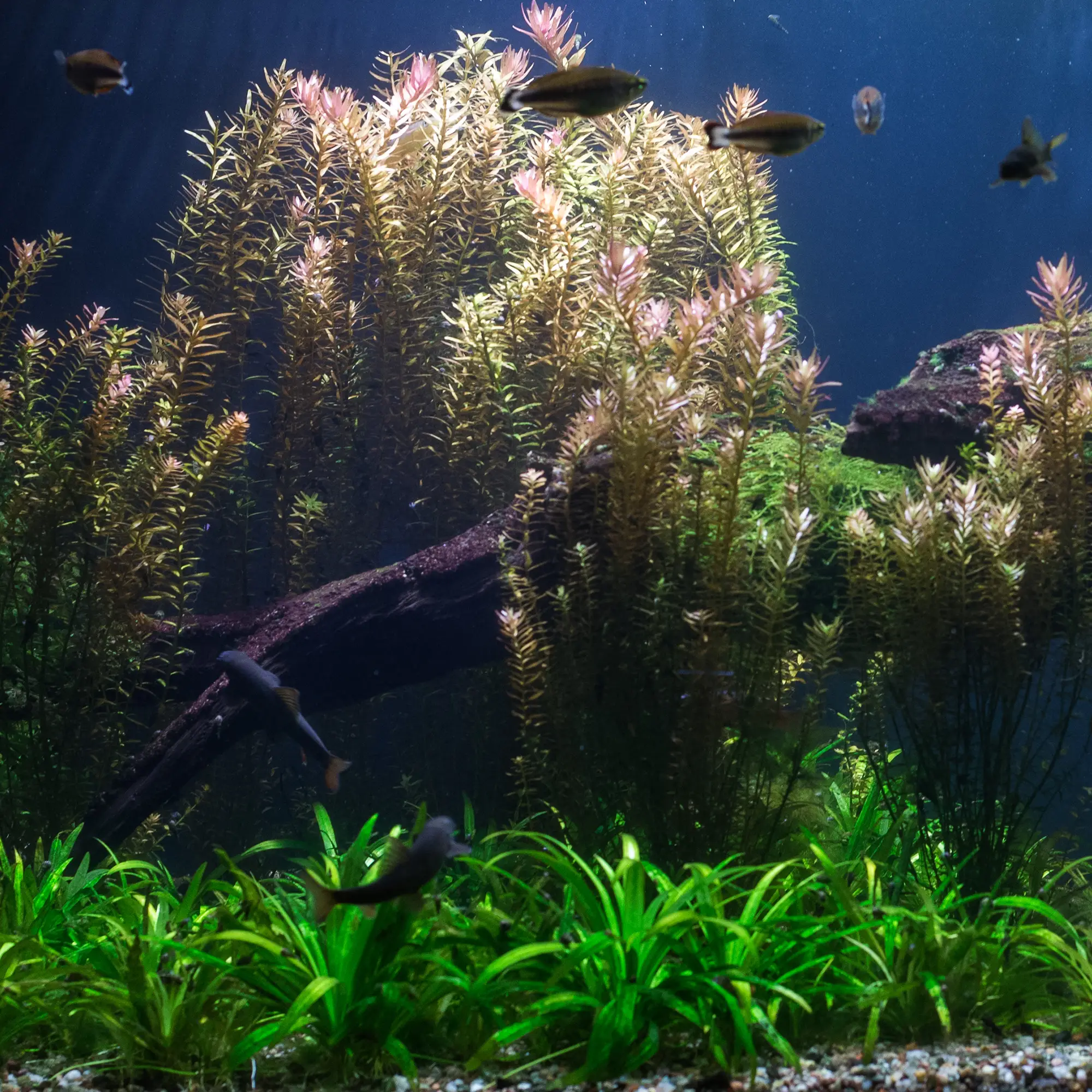 Fast-Growing Aquarium Plants