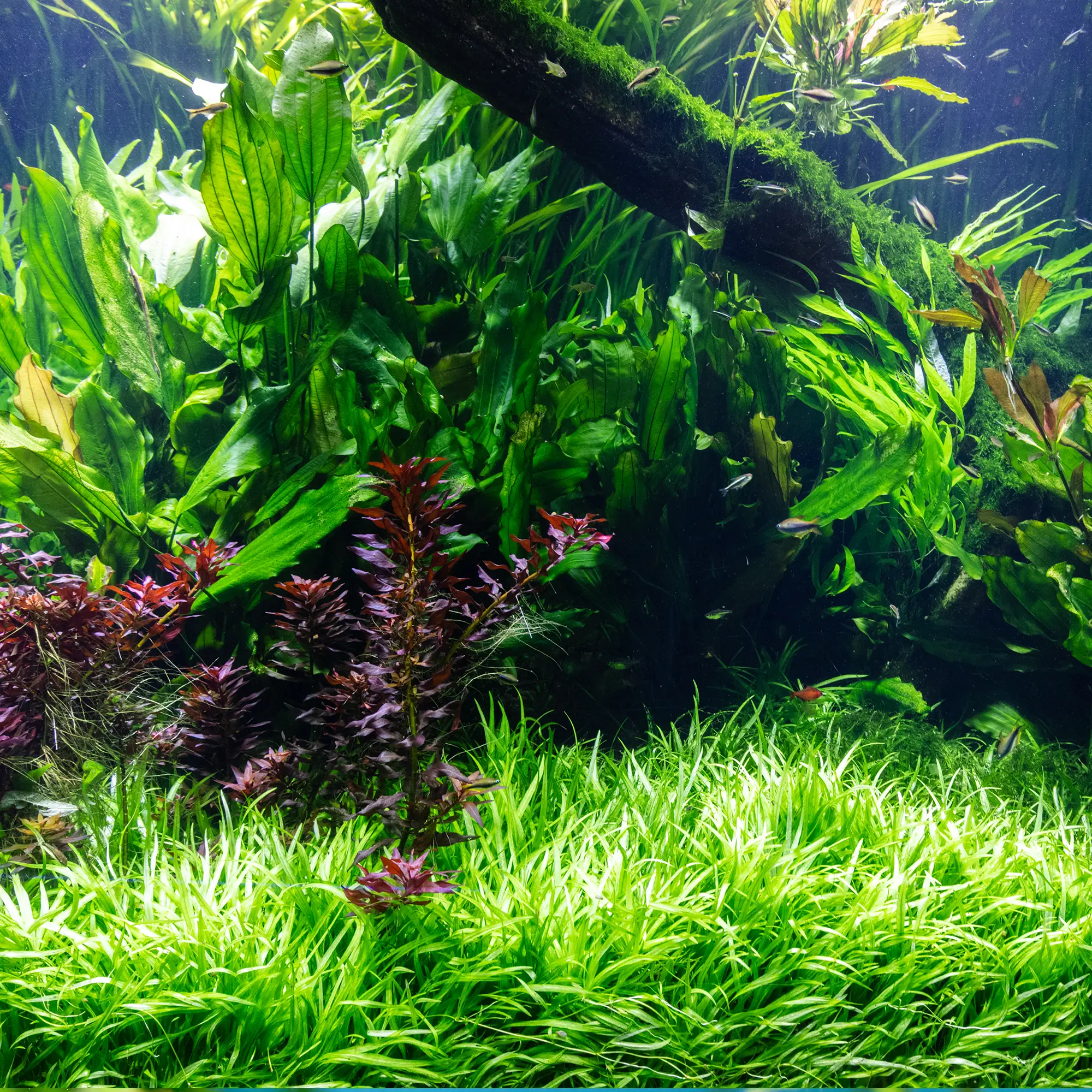 Foreground Aquarium Plants