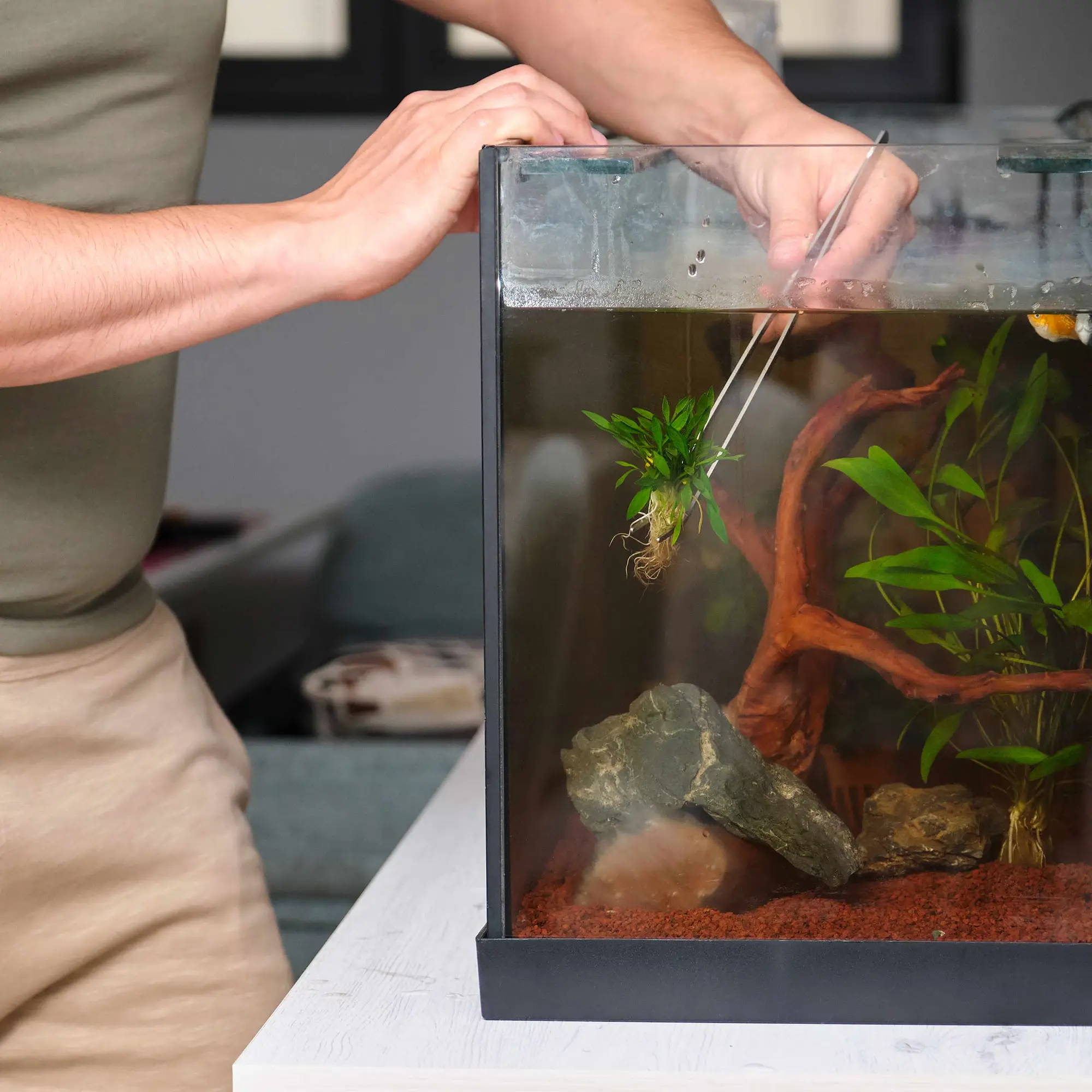Best Plants for Nano Aquariums