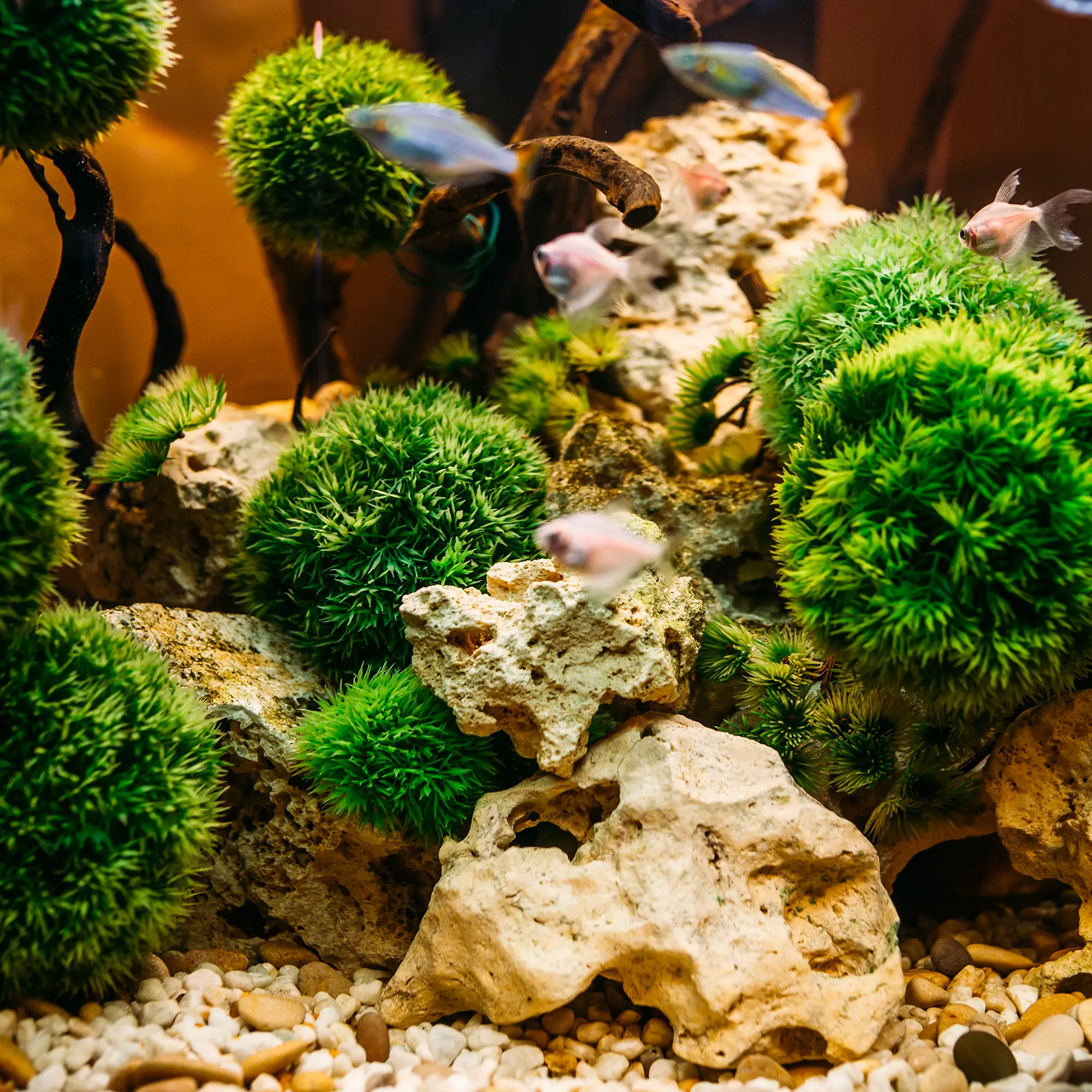Aquarium Plants That Do Not Require CO₂