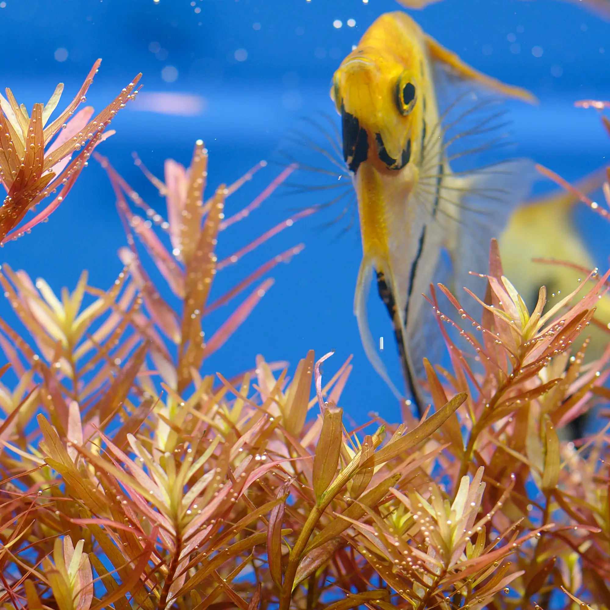 Red Aquarium Plants