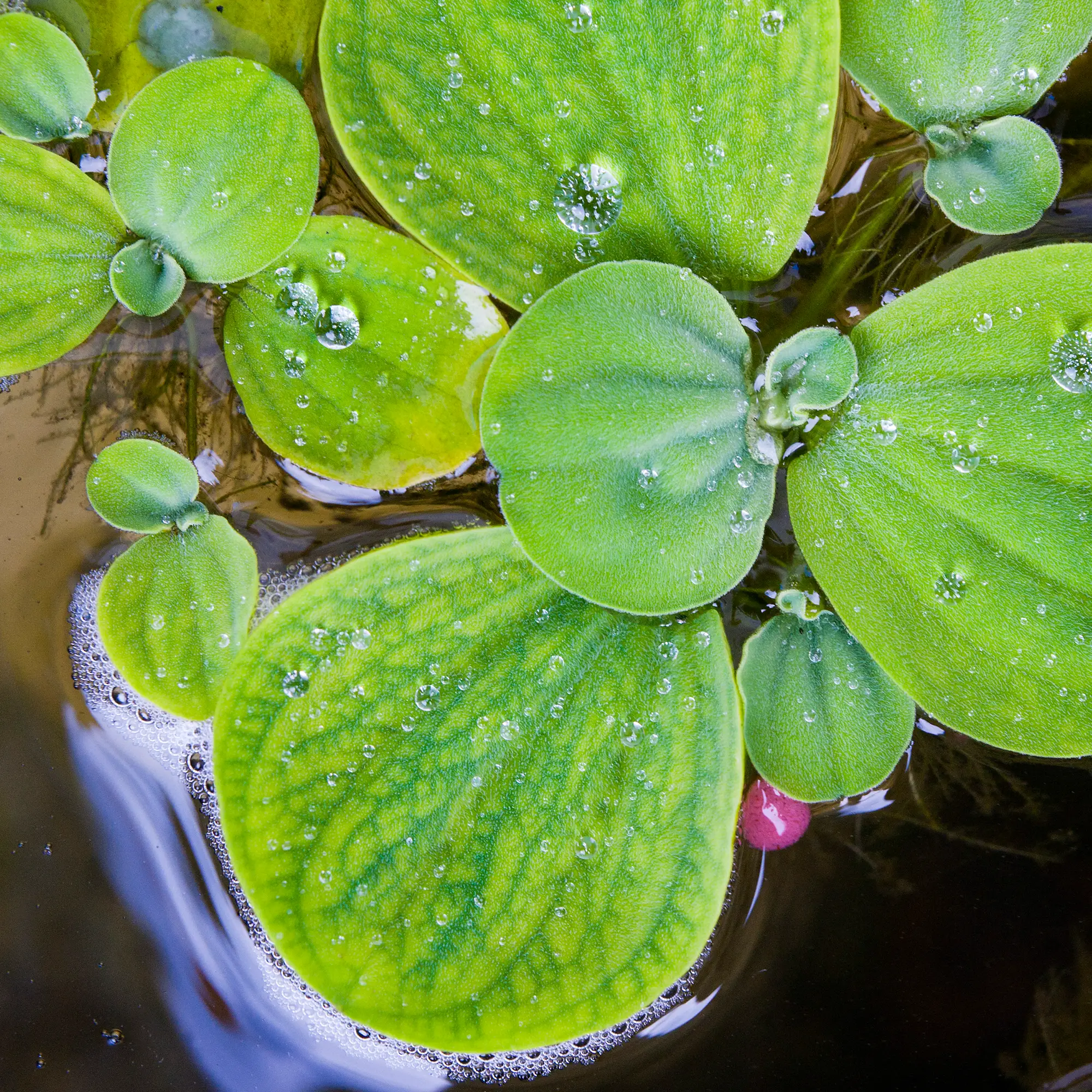 Heavy Root-Feeding Aquarium Plants
