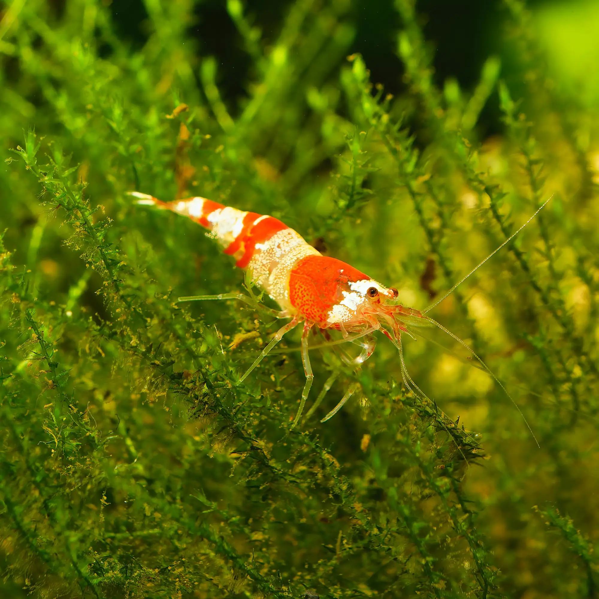 Best Plants for Shrimp Tanks
