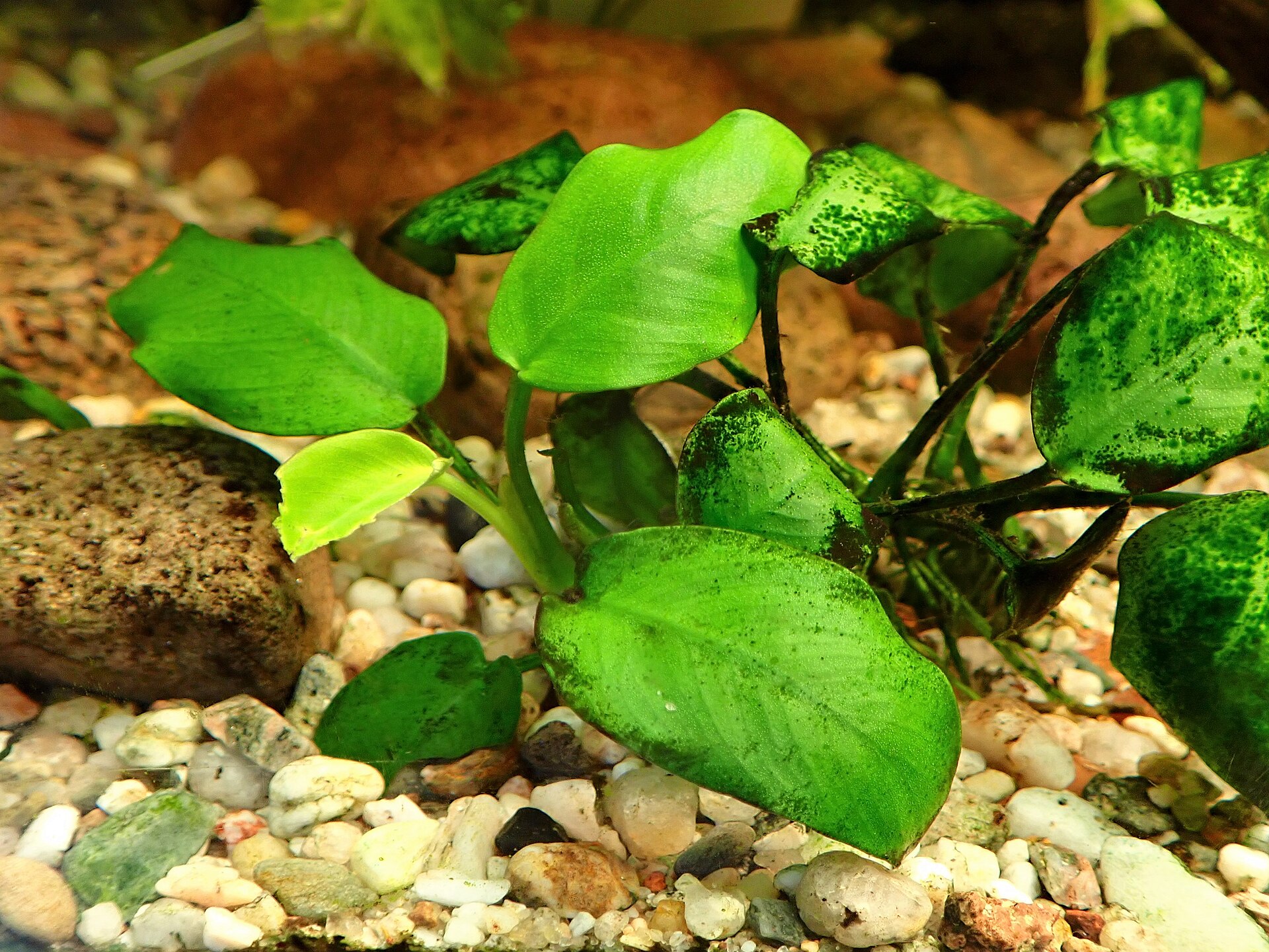 anubias-nana