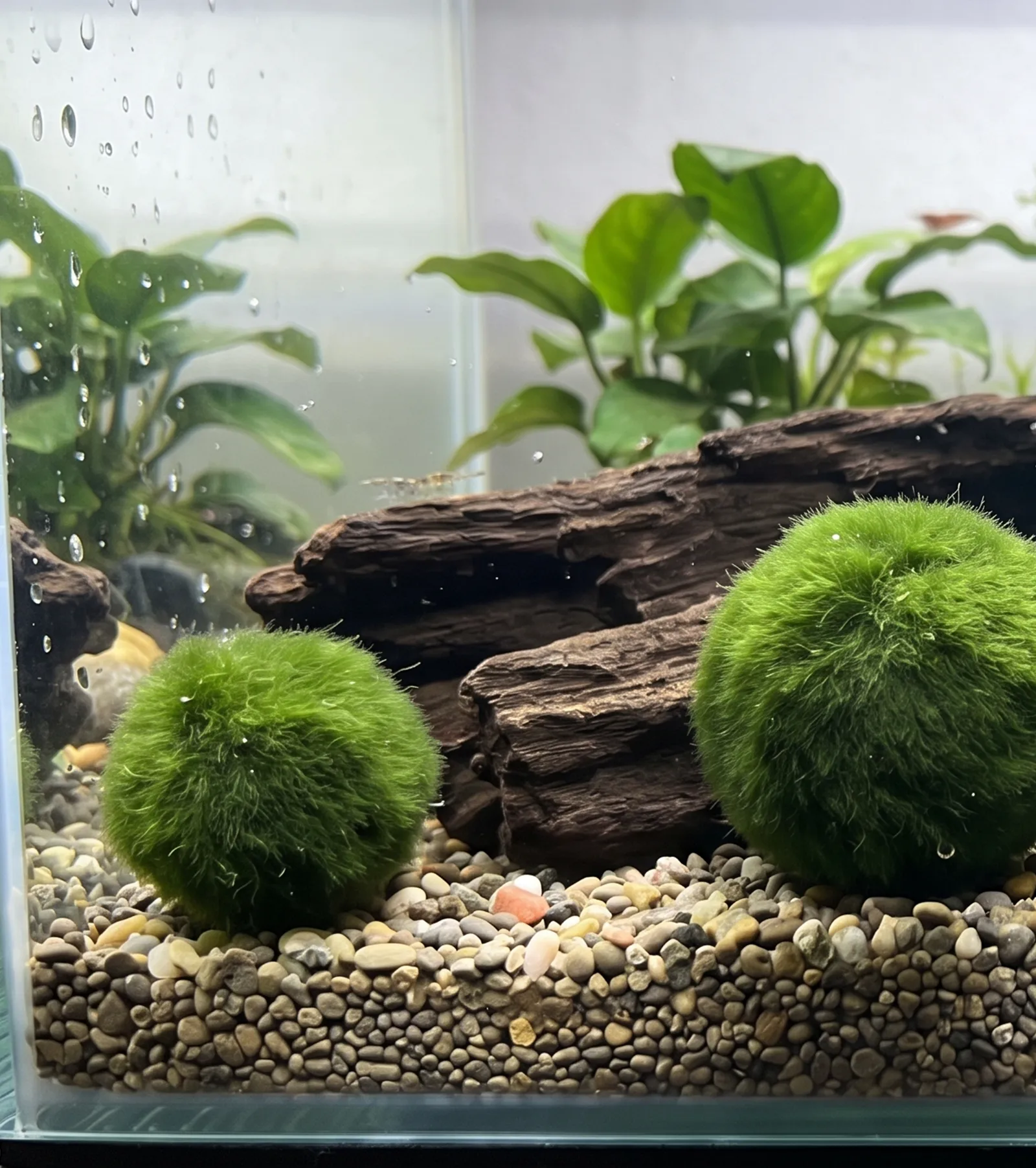 Marimo Moss Ball fish tank plant