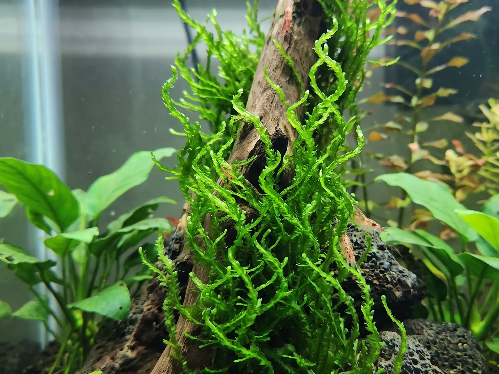 Flame Moss