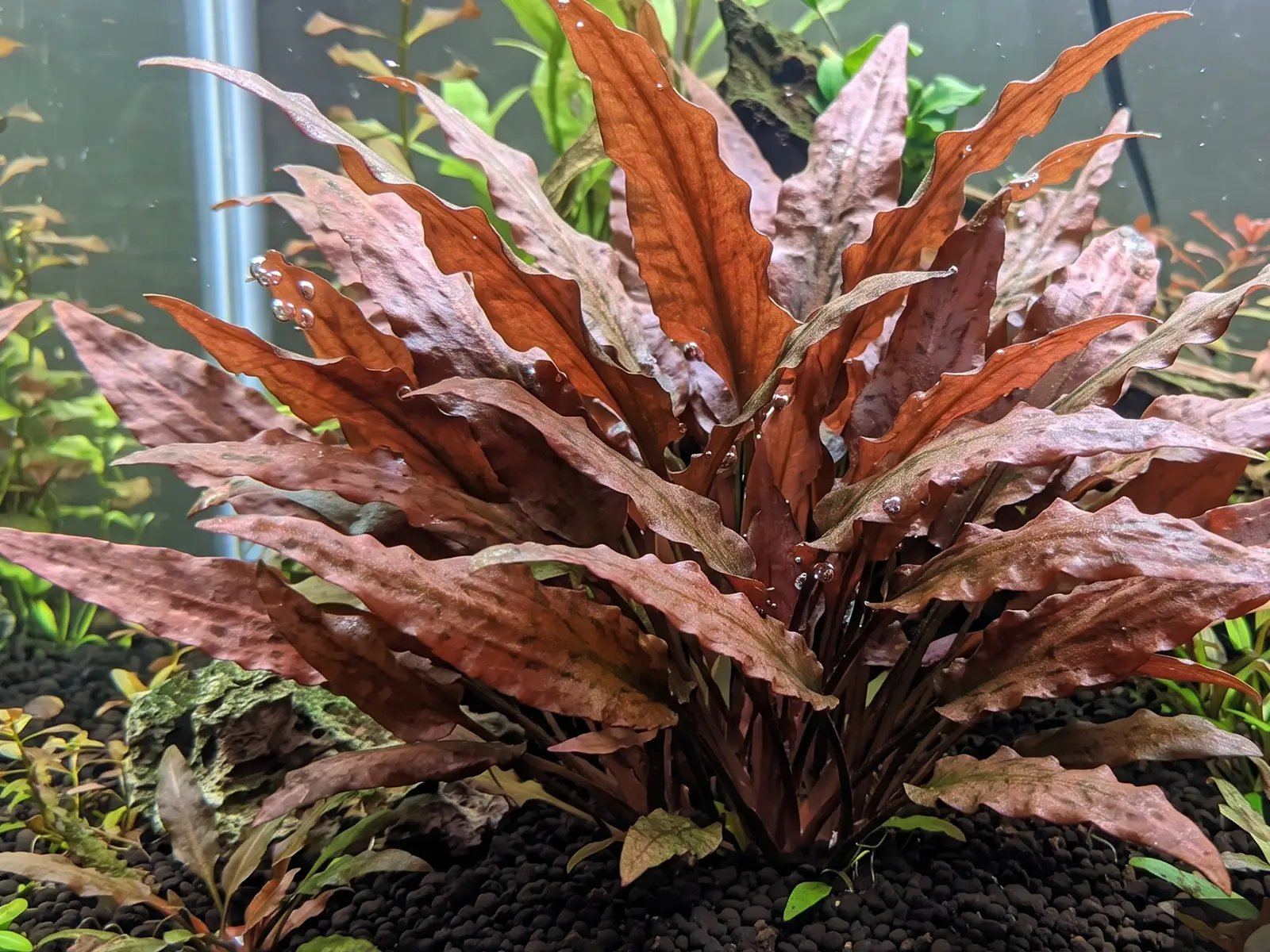 Cryptocoryne wendtiism