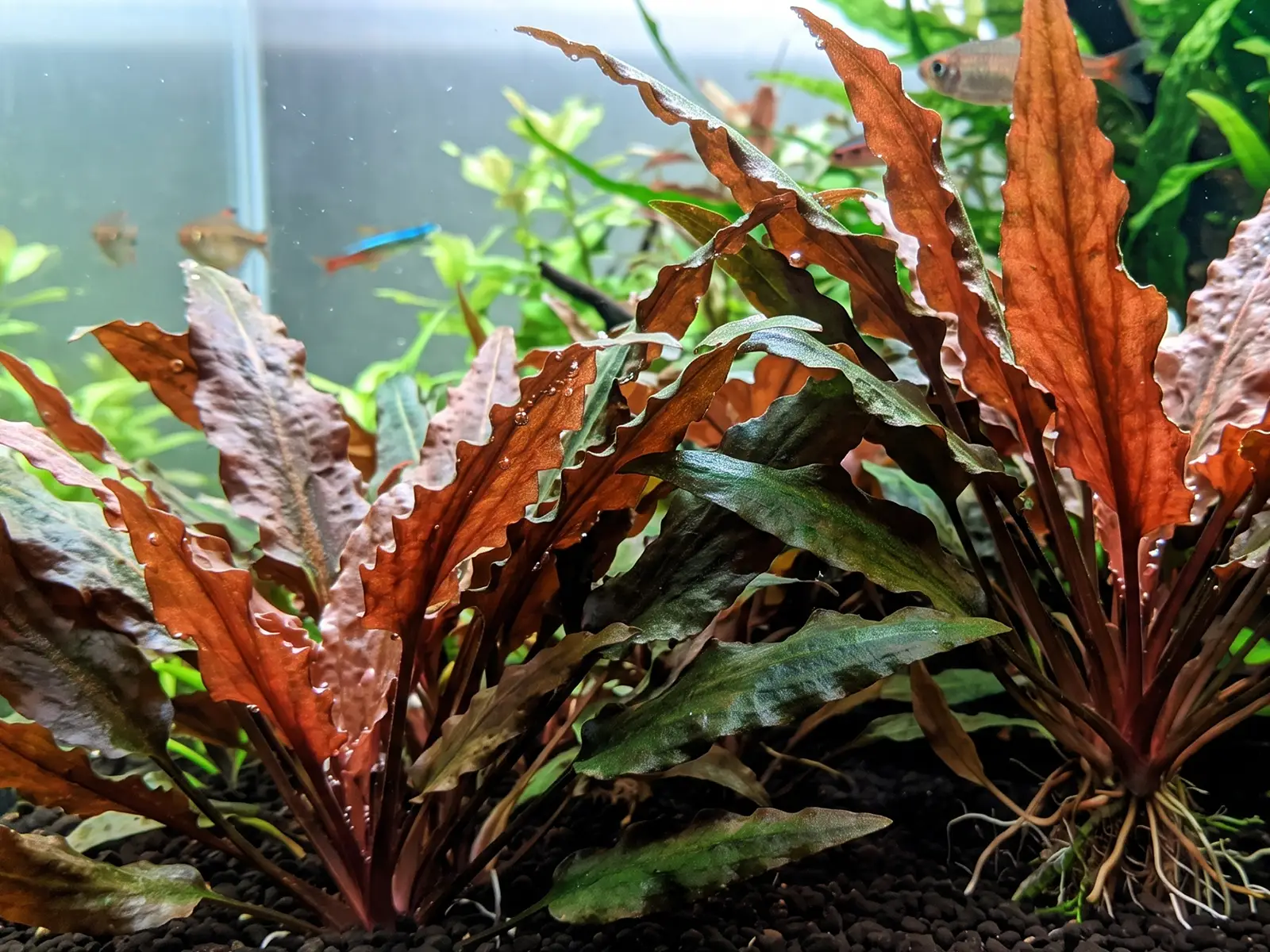 Cryptocoryne wendtii 'Red'