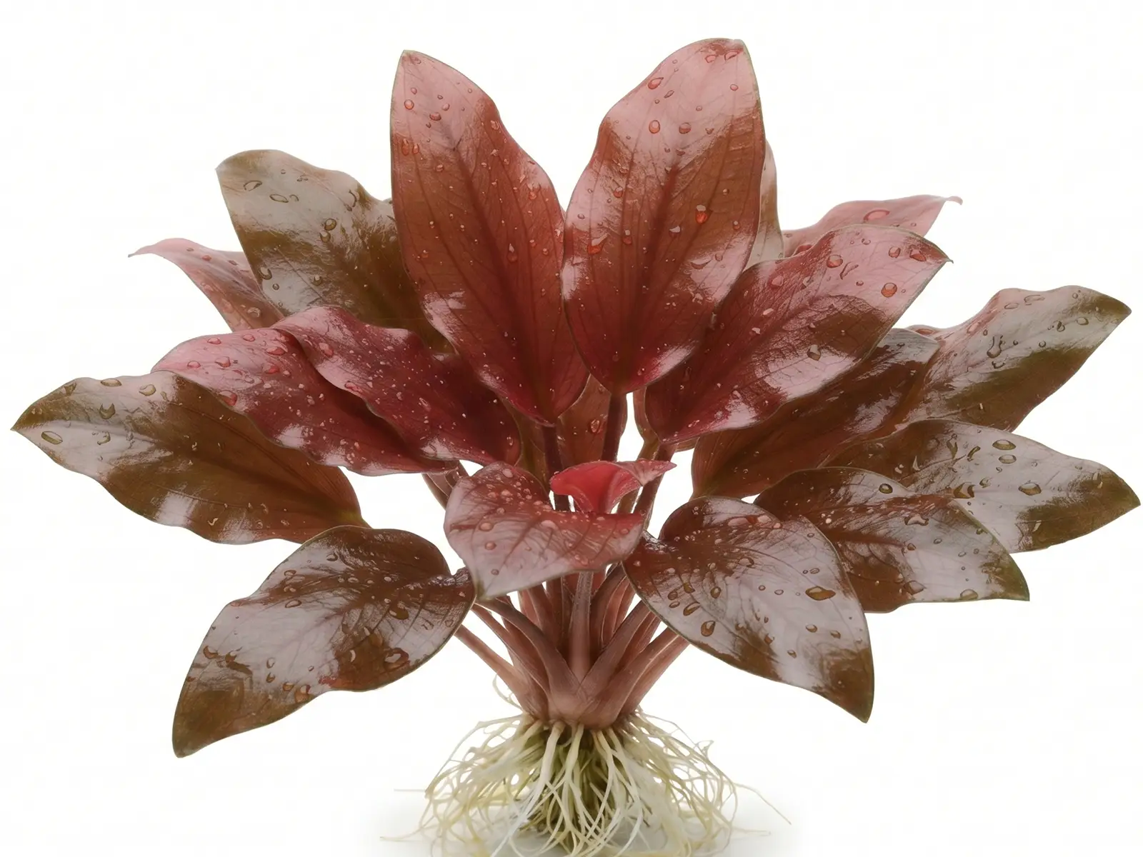 Cryptocoryne wendtiism against white