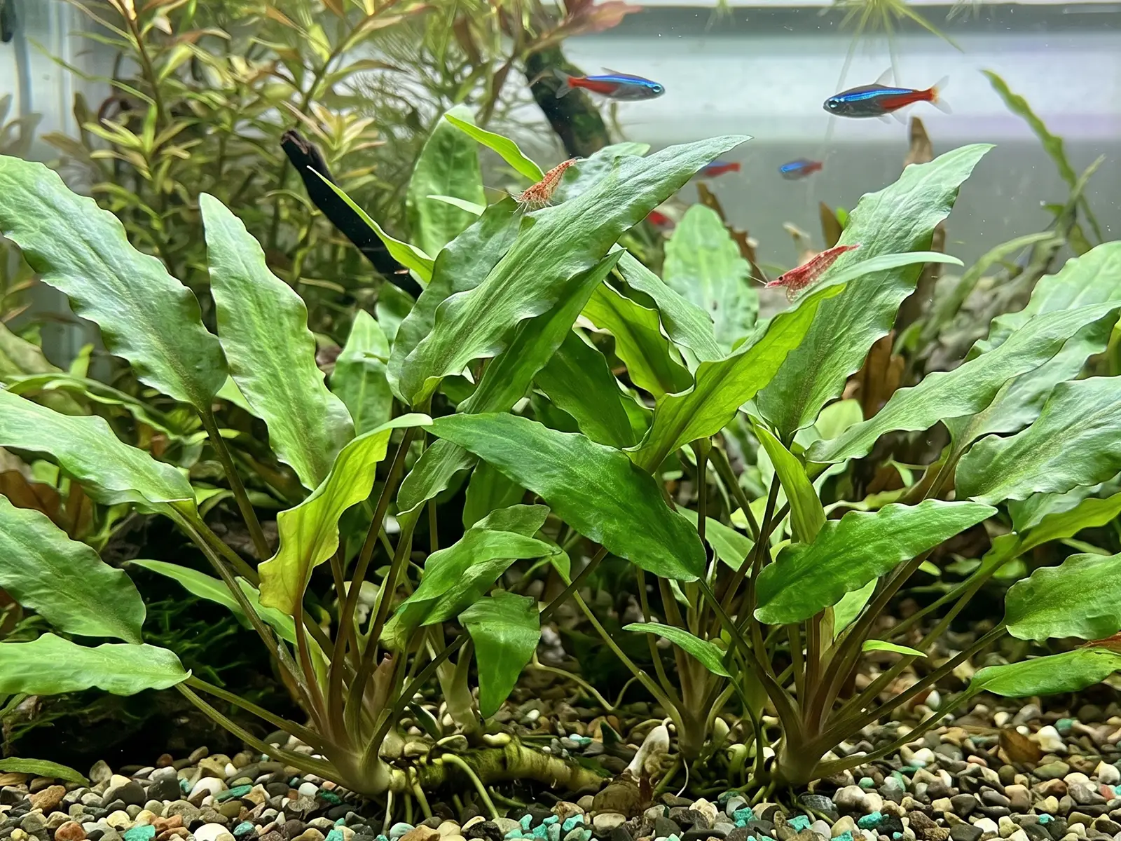 Cryptocoryne wendtii 'Green'