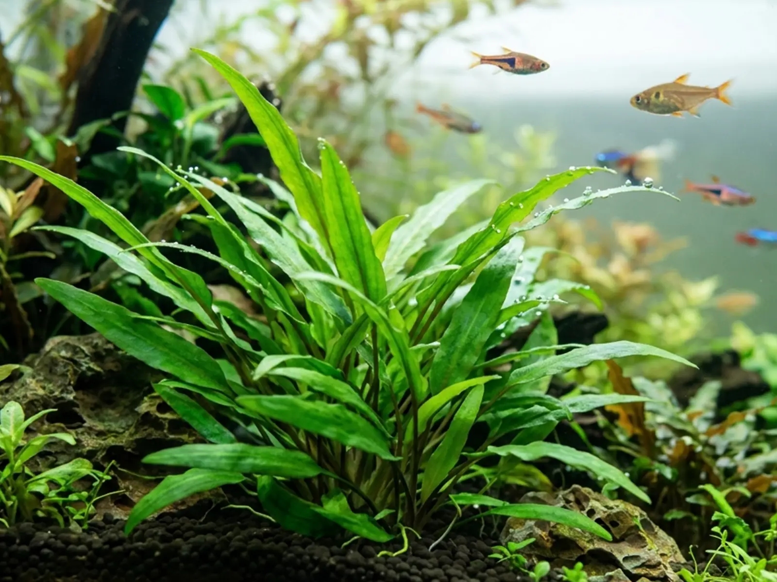 Cryptocoryne wendtii 'Green'