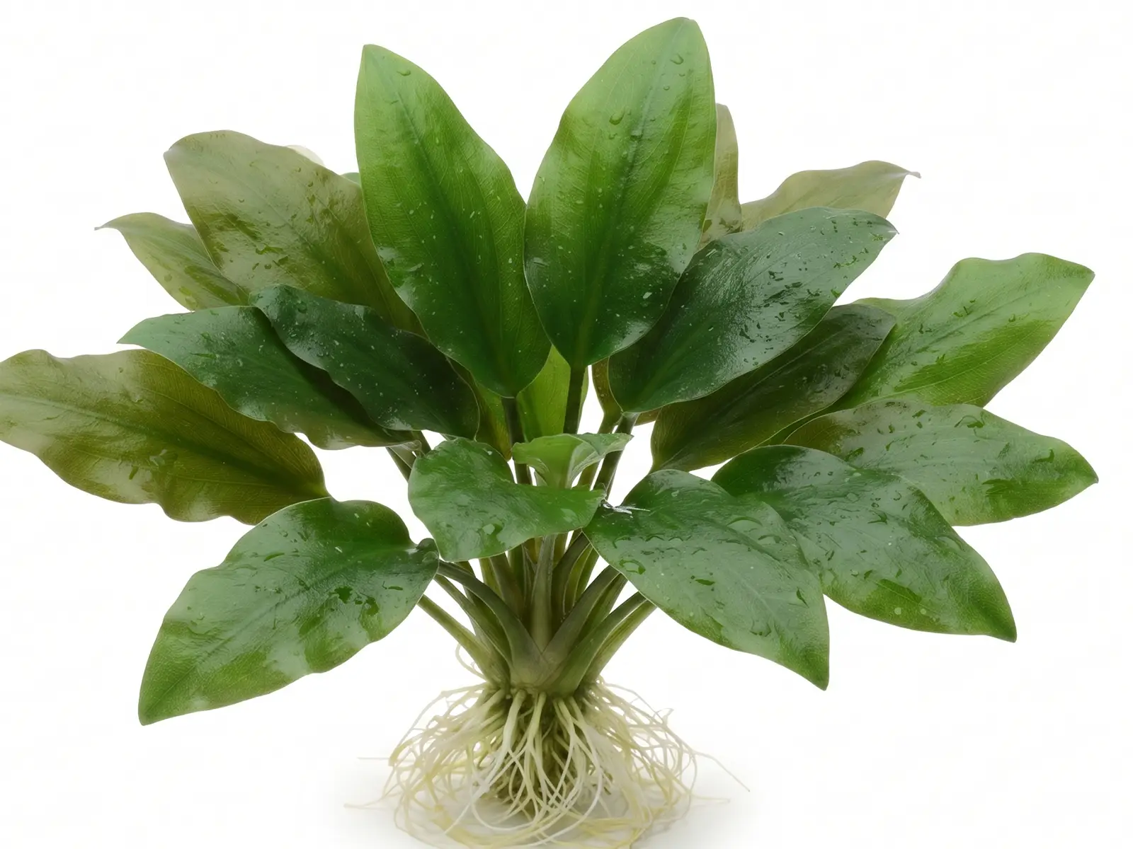 Cryptocoryne wendtii 'Green' plant