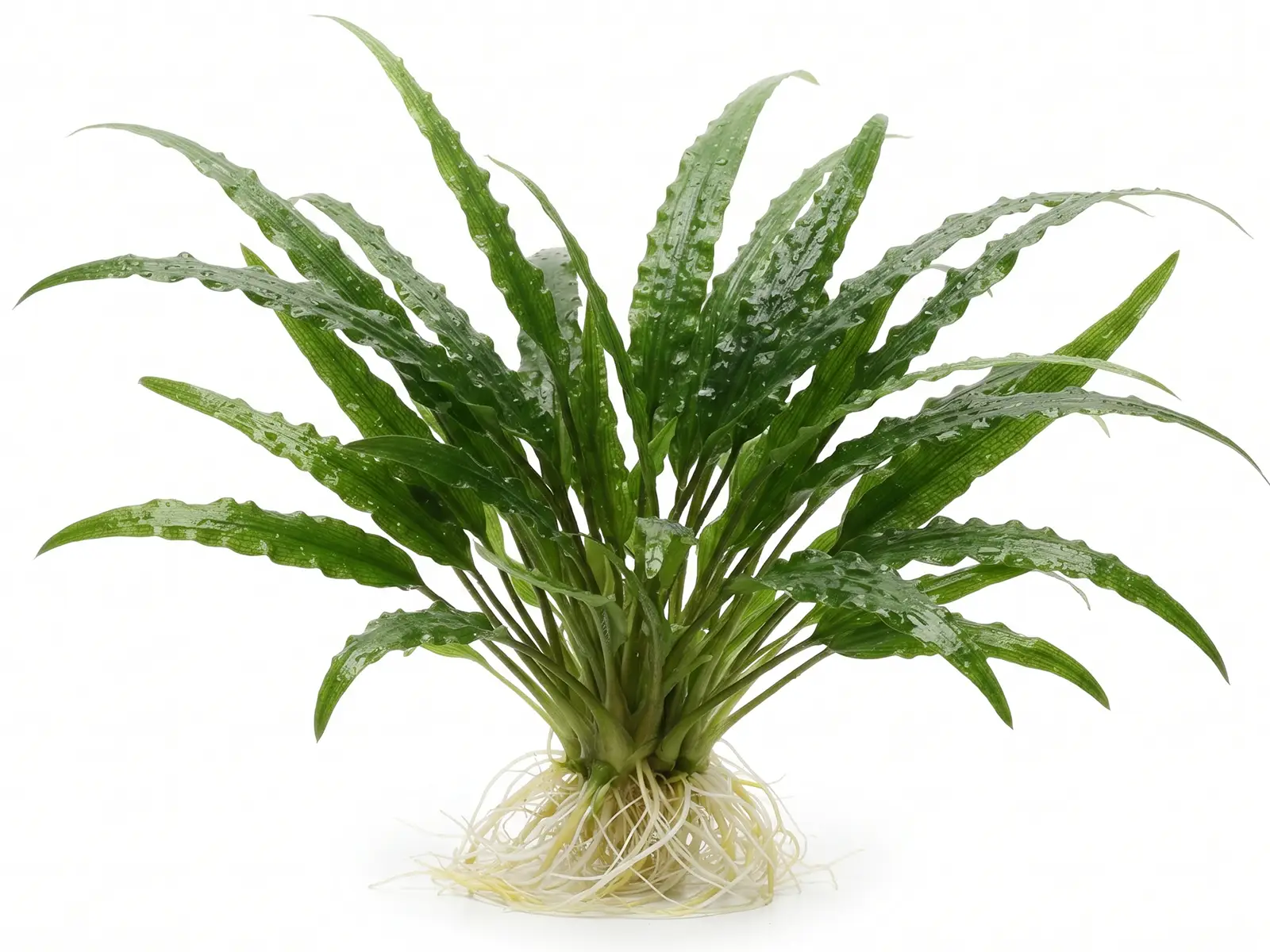 Cryptocoryne balansae