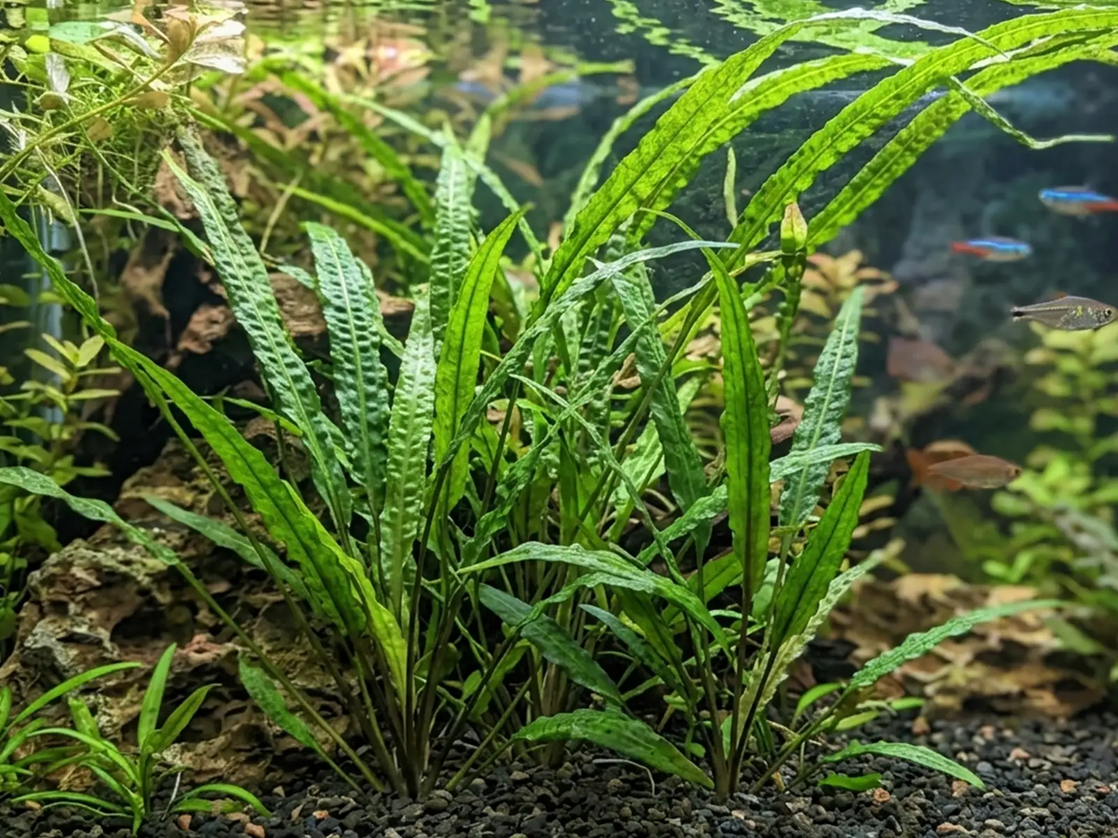 Cryptocoryne balansae