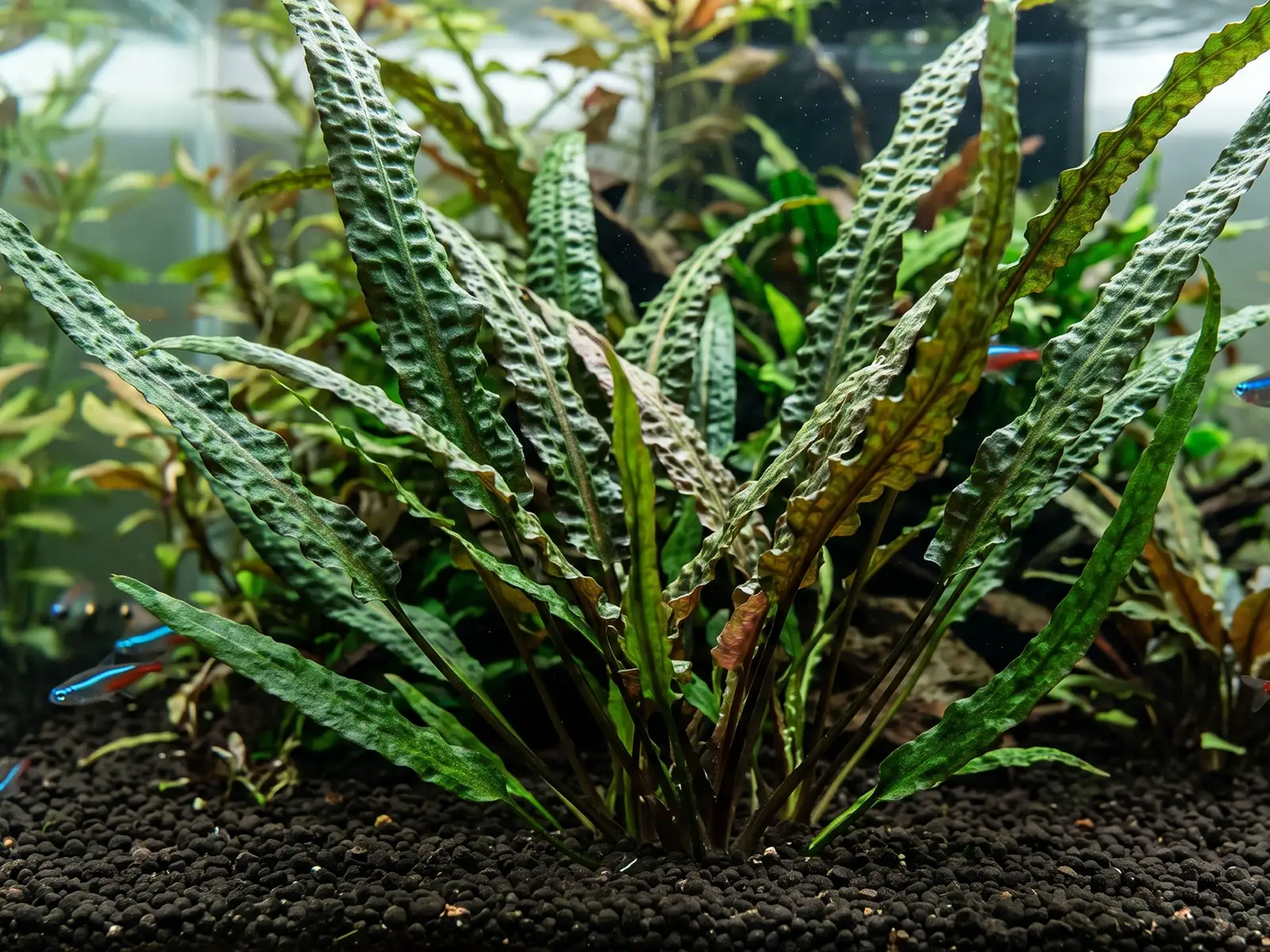 Cryptocoryne balansae