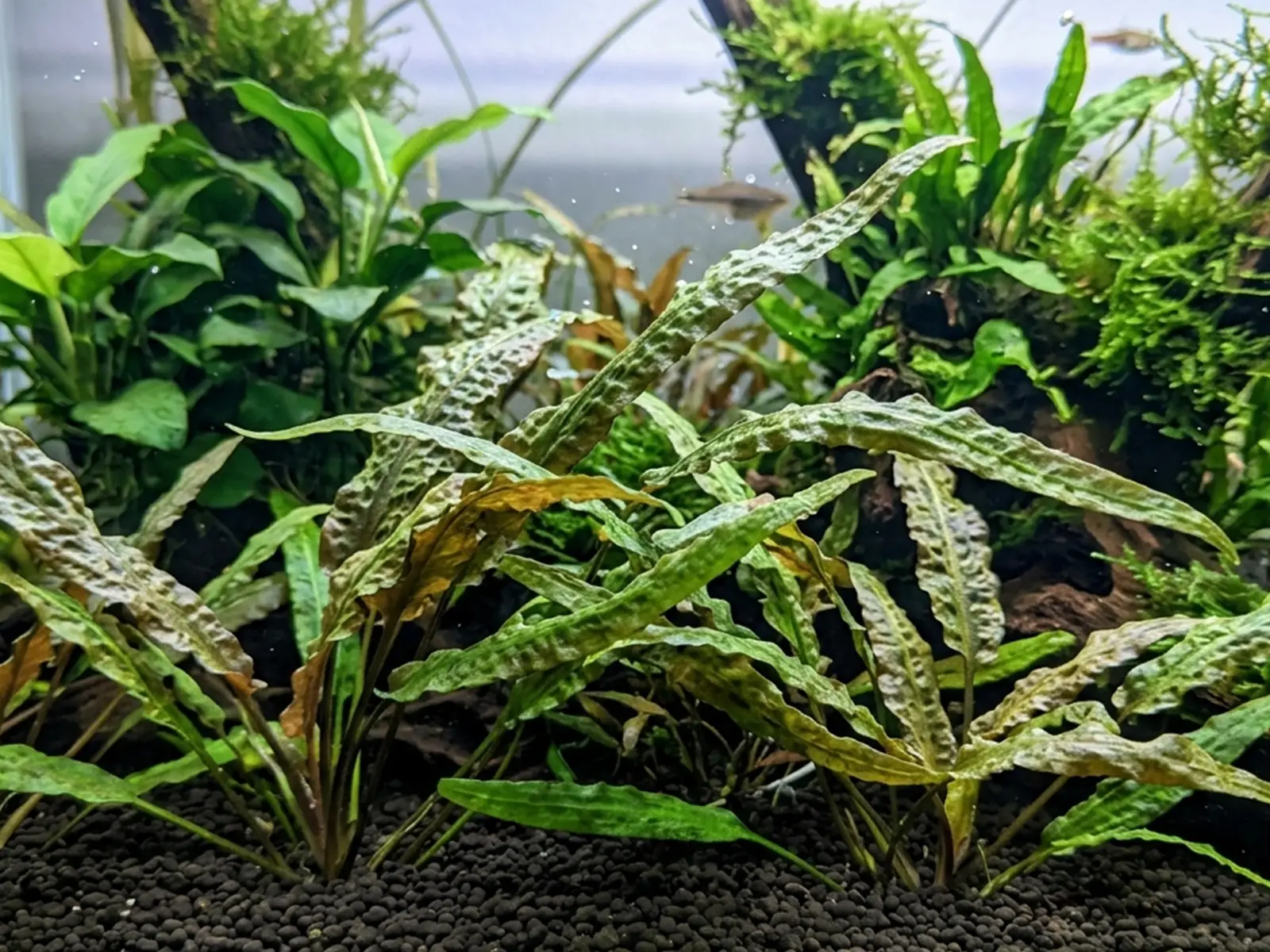 Cryptocoryne crispatula