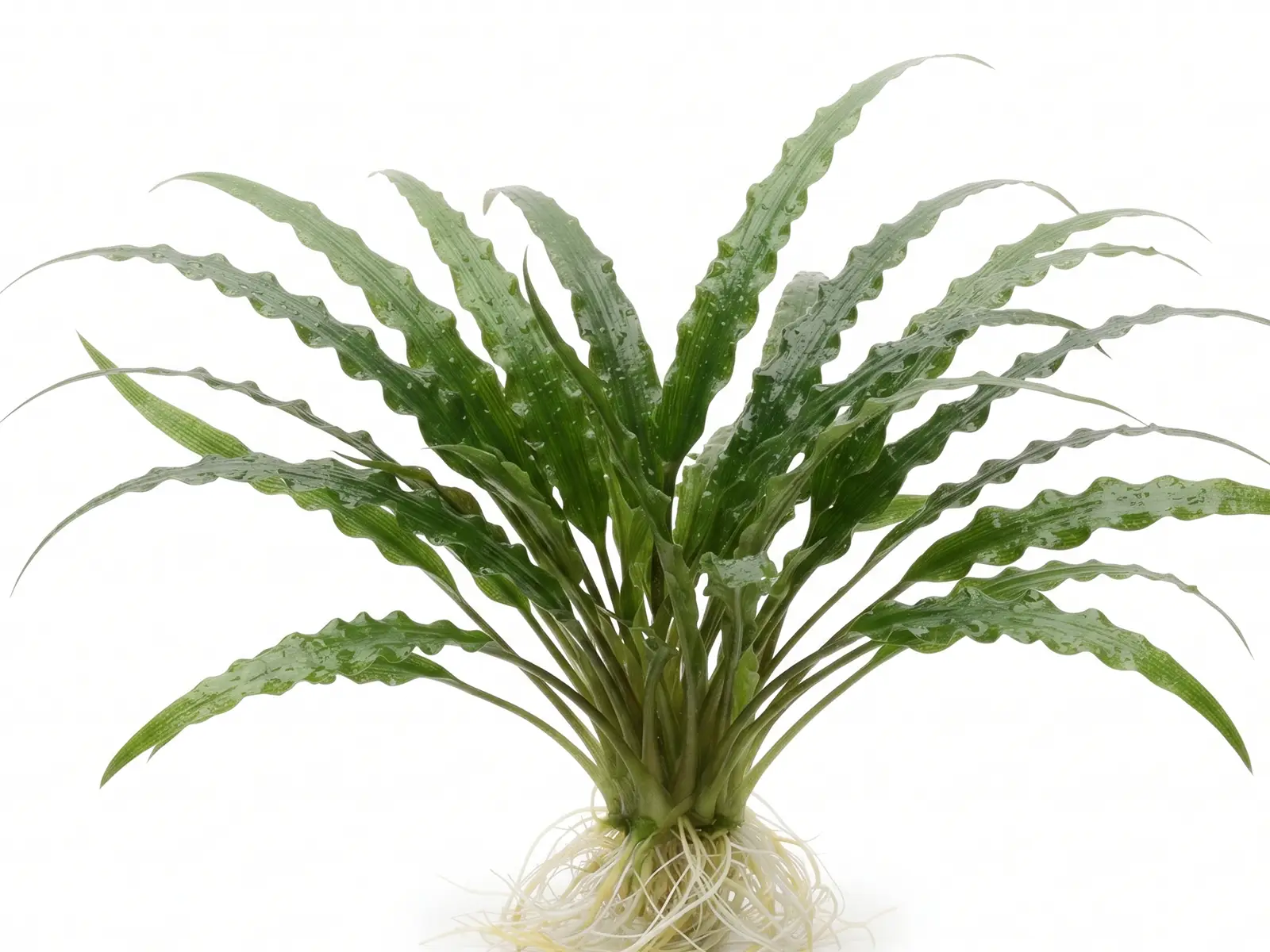 Cryptocoryne crispatula