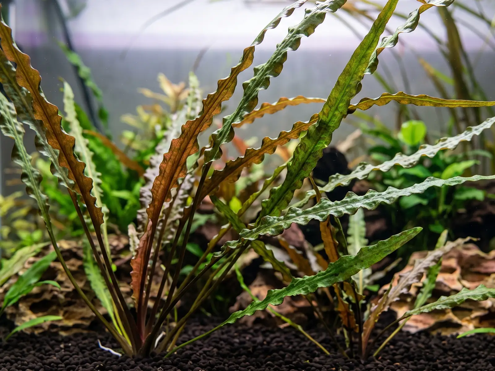 Cryptocoryne crispatula
