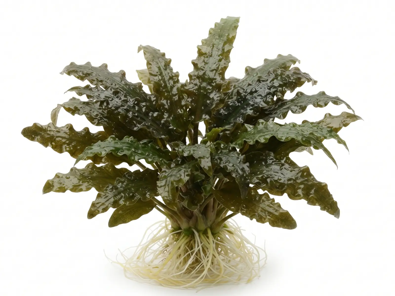 Cryptocoryne beckettii 'Petchii'