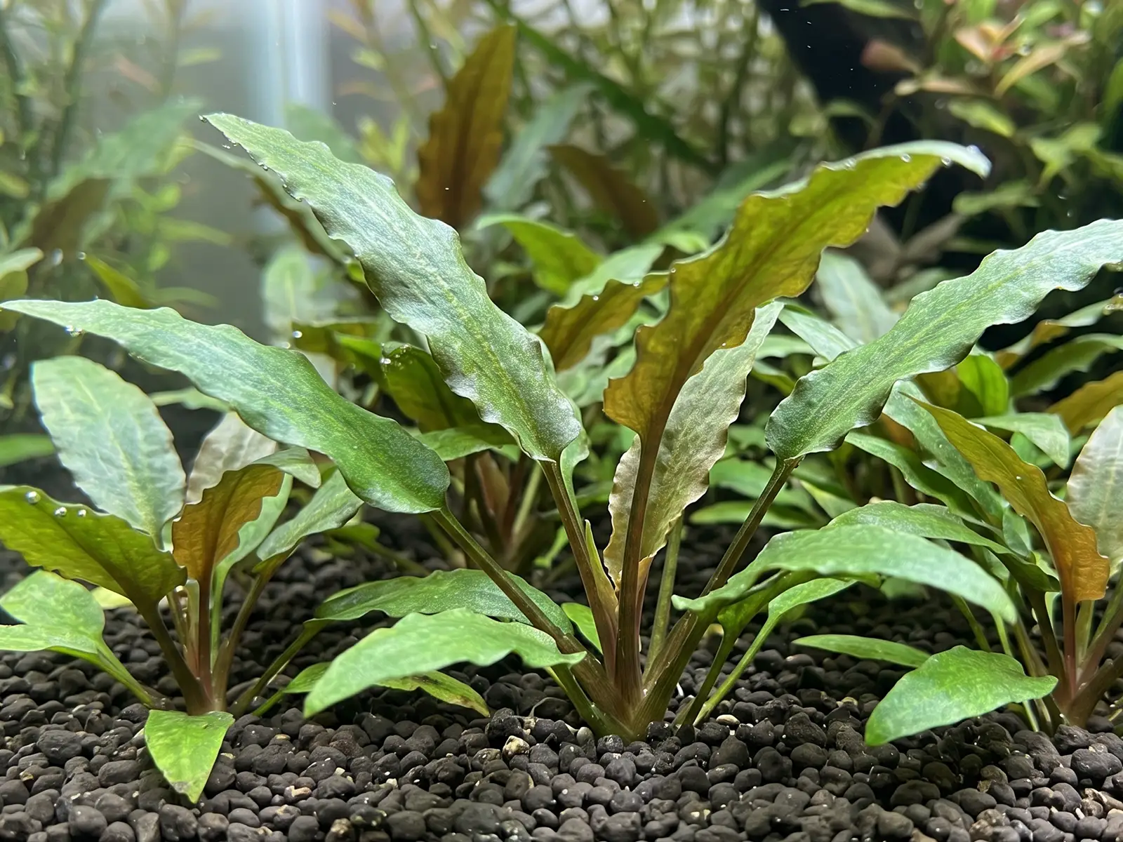 Cryptocoryne beckettii 'Petchii'