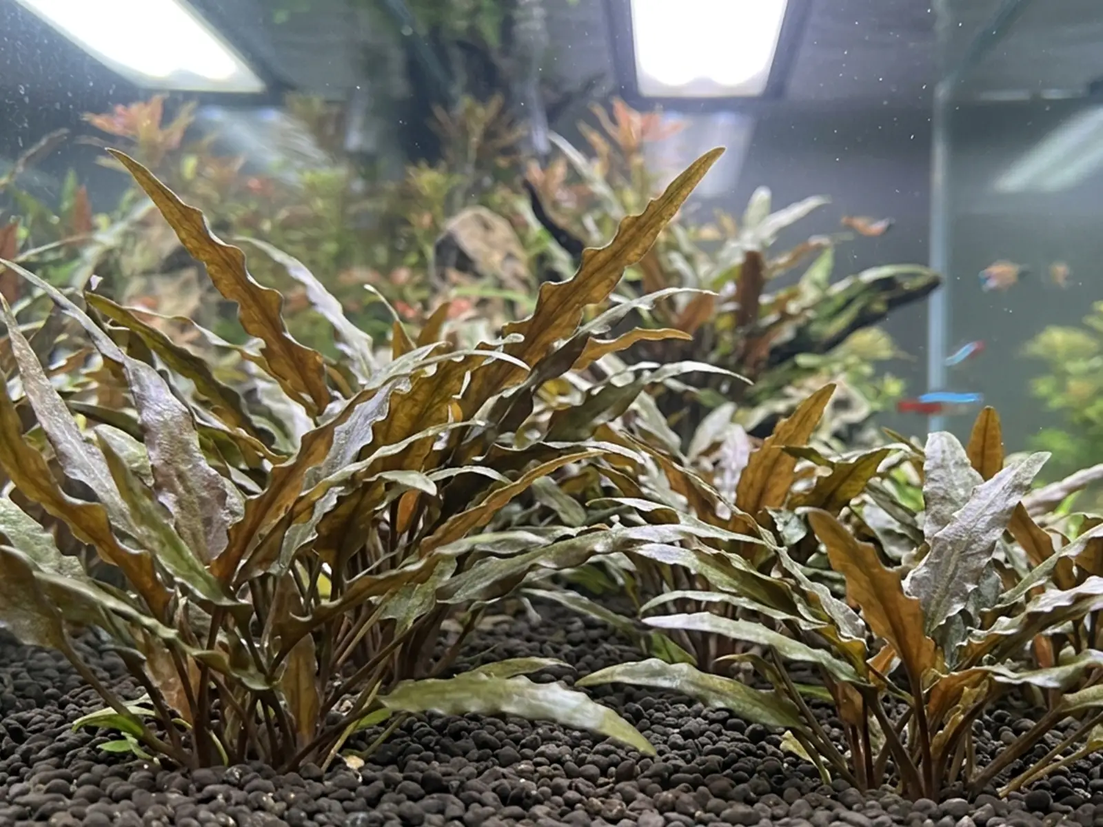 planted aquarium with Cryptocoryne beckettii 'Petchii'