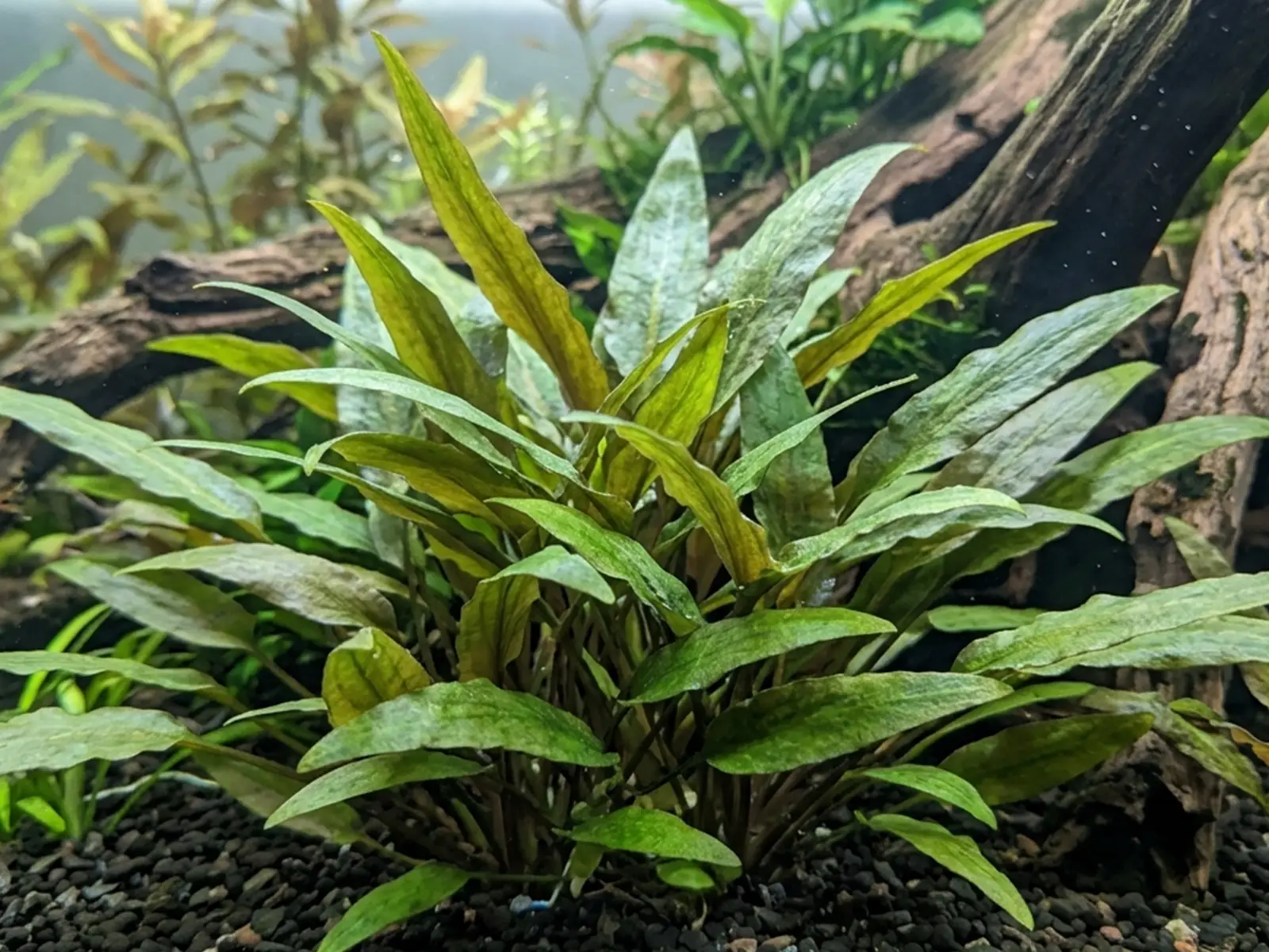 Cryptocoryne walkeri