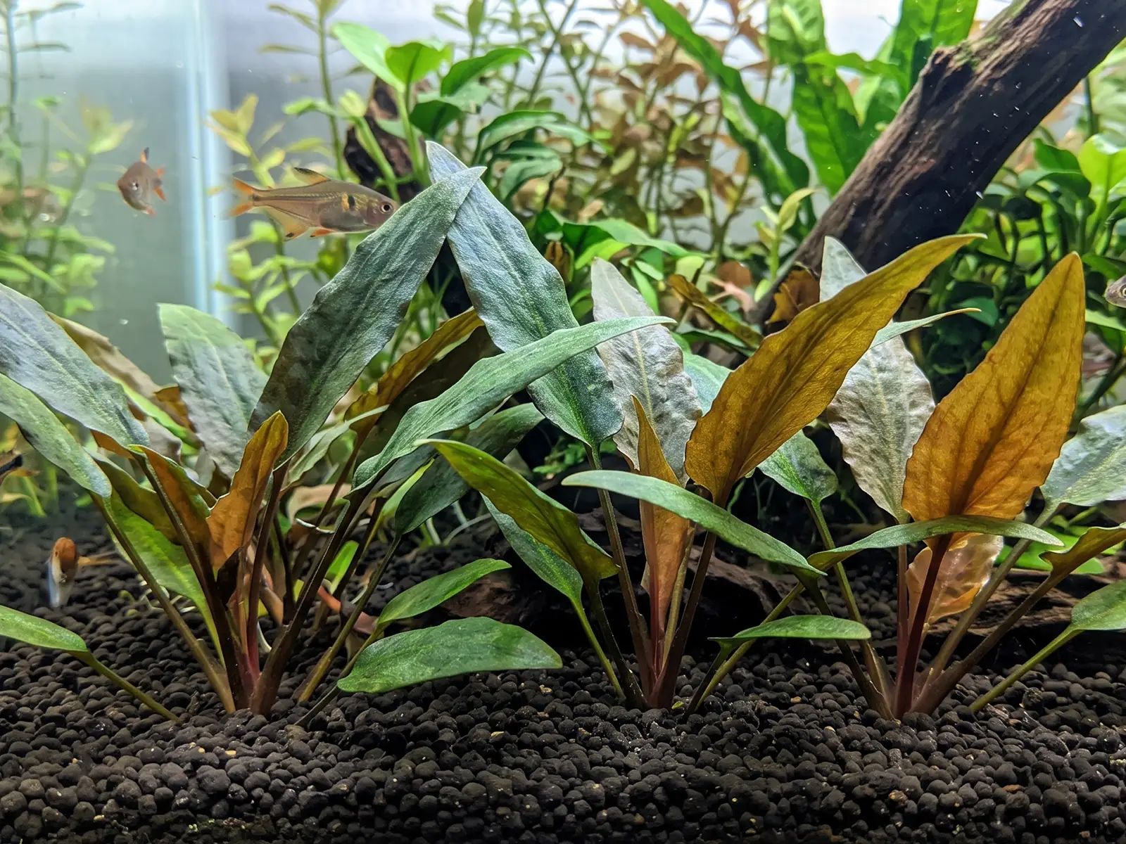 Cryptocoryne walkeri