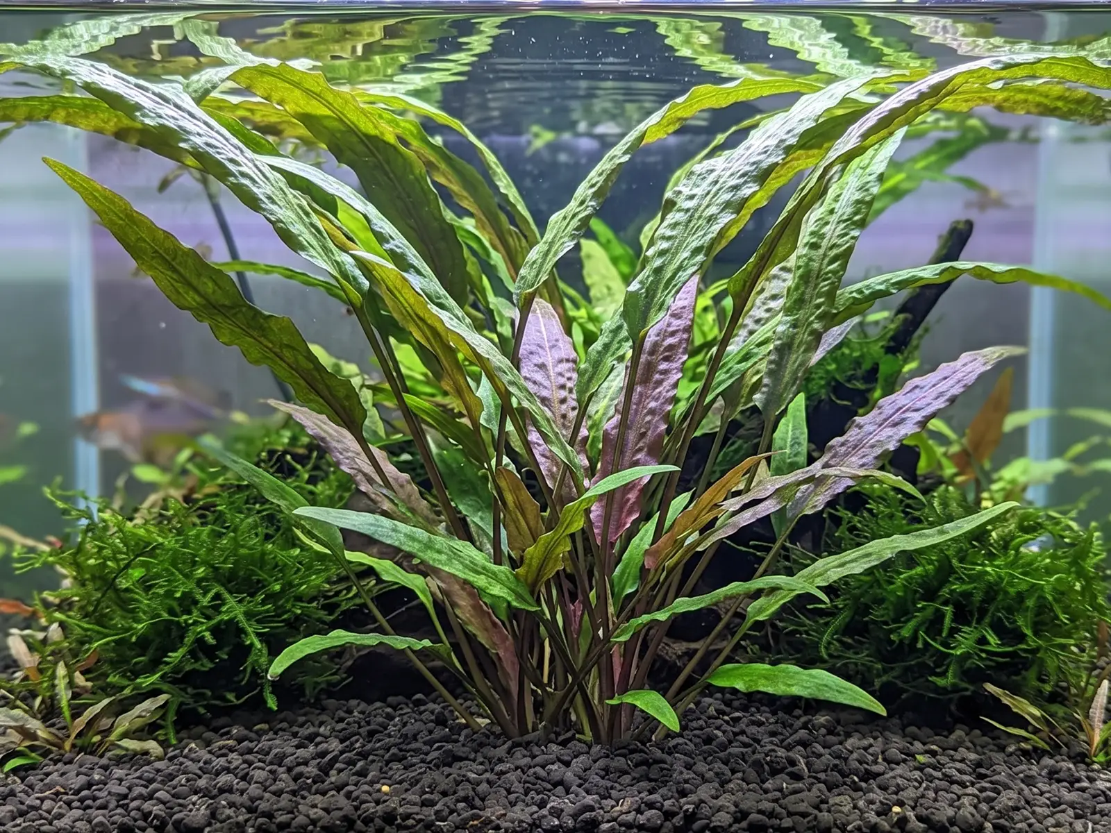 Cryptocoryne usteriana