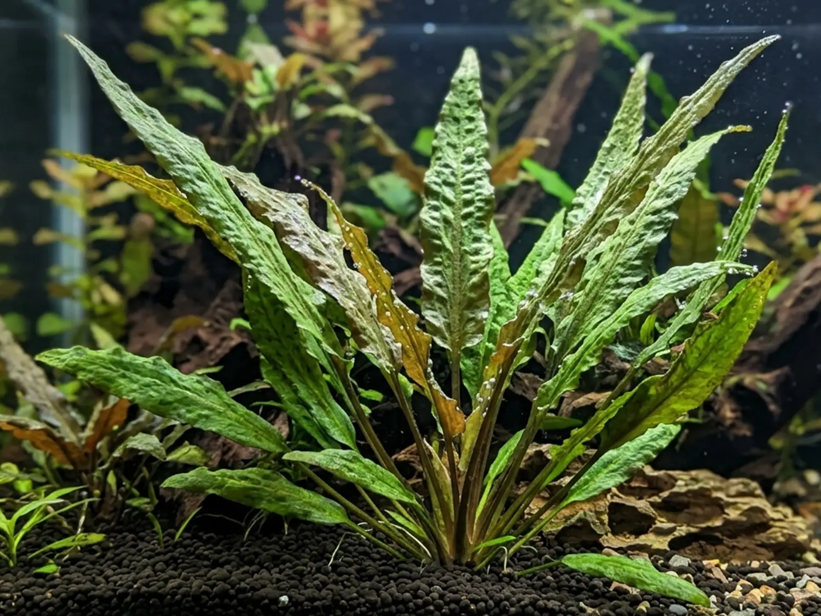 Cryptocoryne usteriana