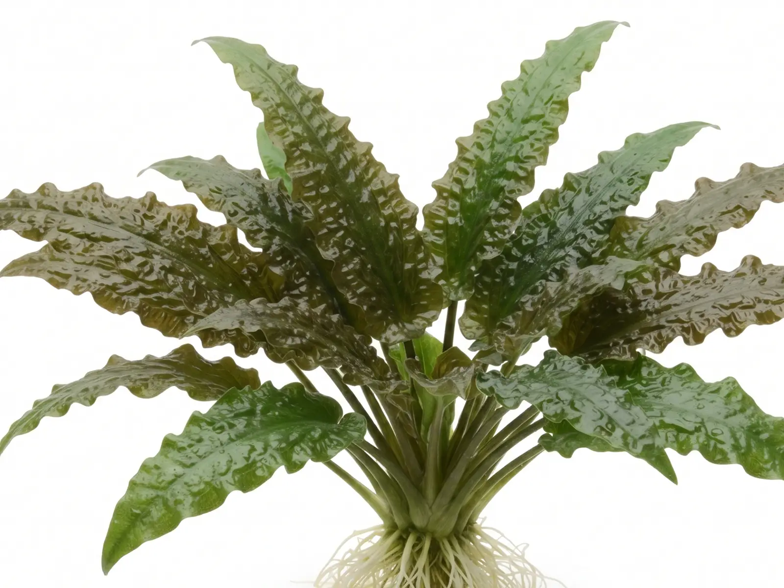 Cryptocoryne usteriana plant