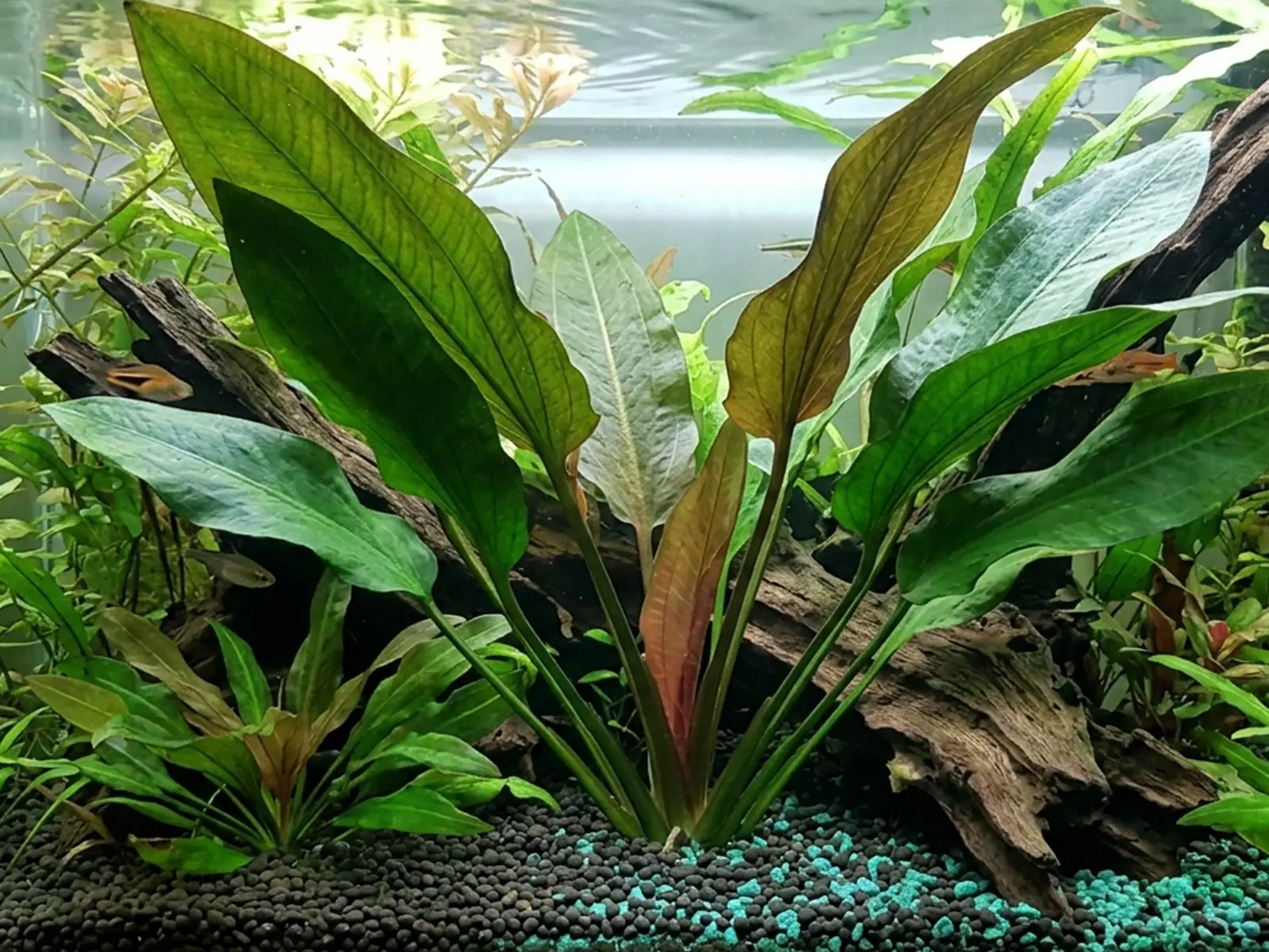 Cryptocoryne pontederiifolia
