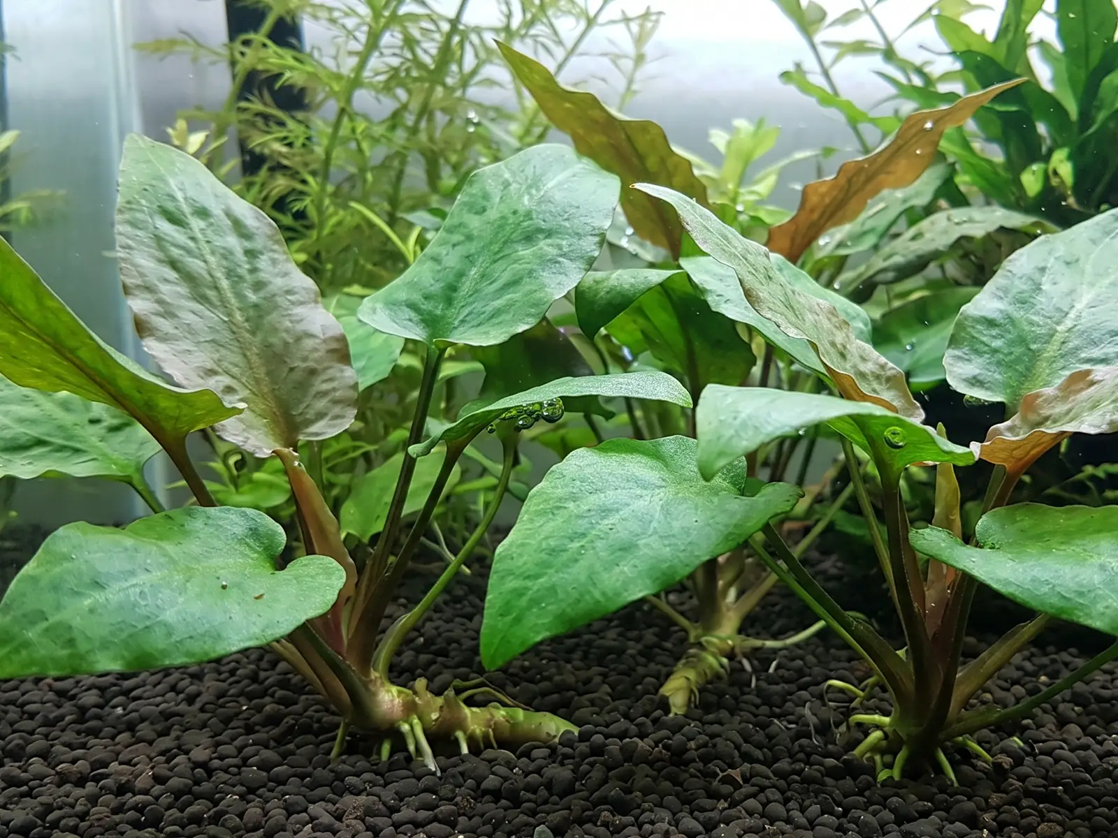 Cryptocoryne pontederiifolia