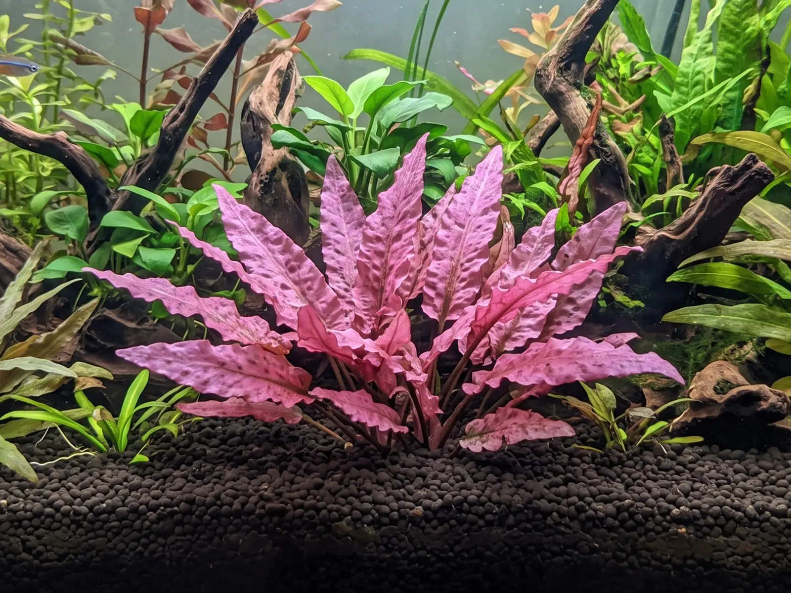 Cryptocoryne wendtii 'Pink Flamingo'