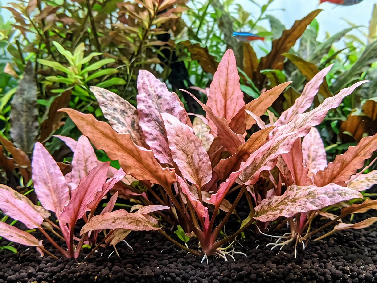 Cryptocoryne wendtii 'Pink Flamingo'
