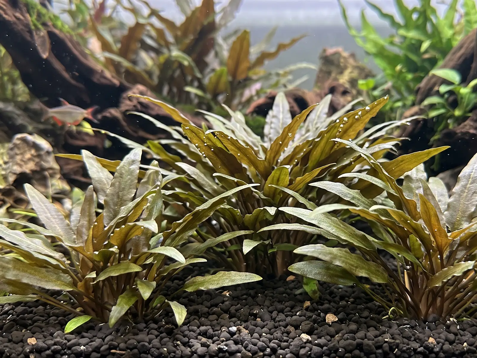 Cryptocoryne willisii