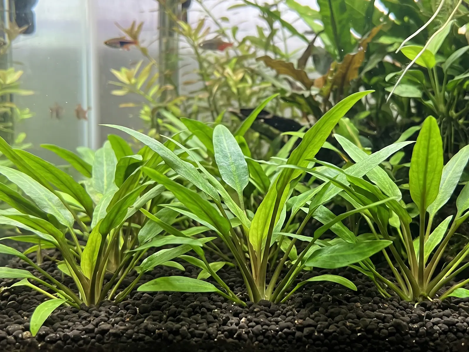 Cryptocoryne willisii