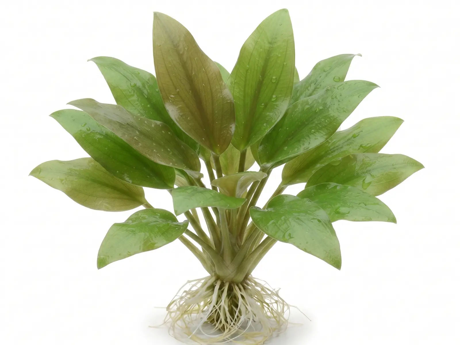 Cryptocoryne willisii white background
