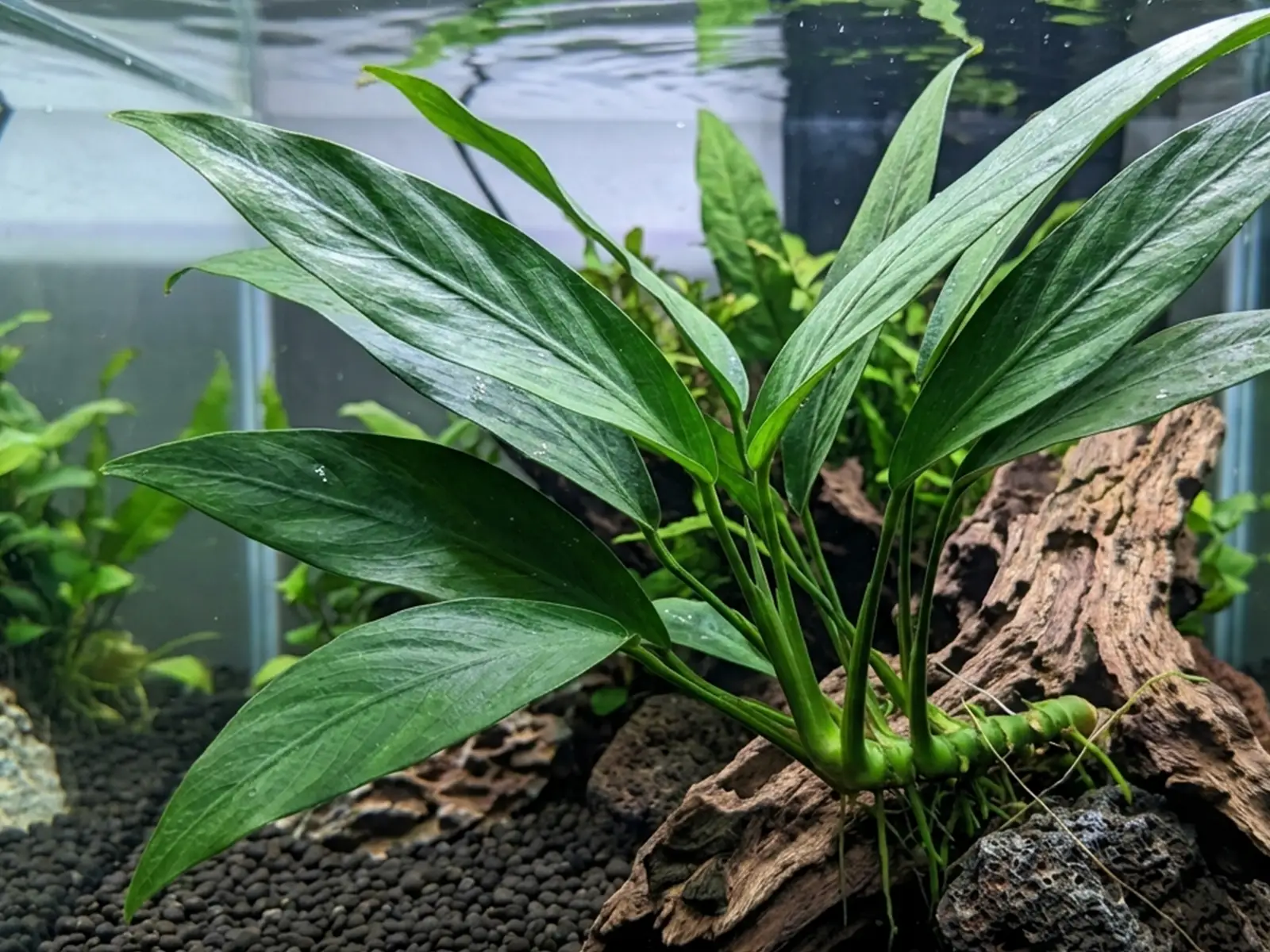 Anubias congensis in fish tank