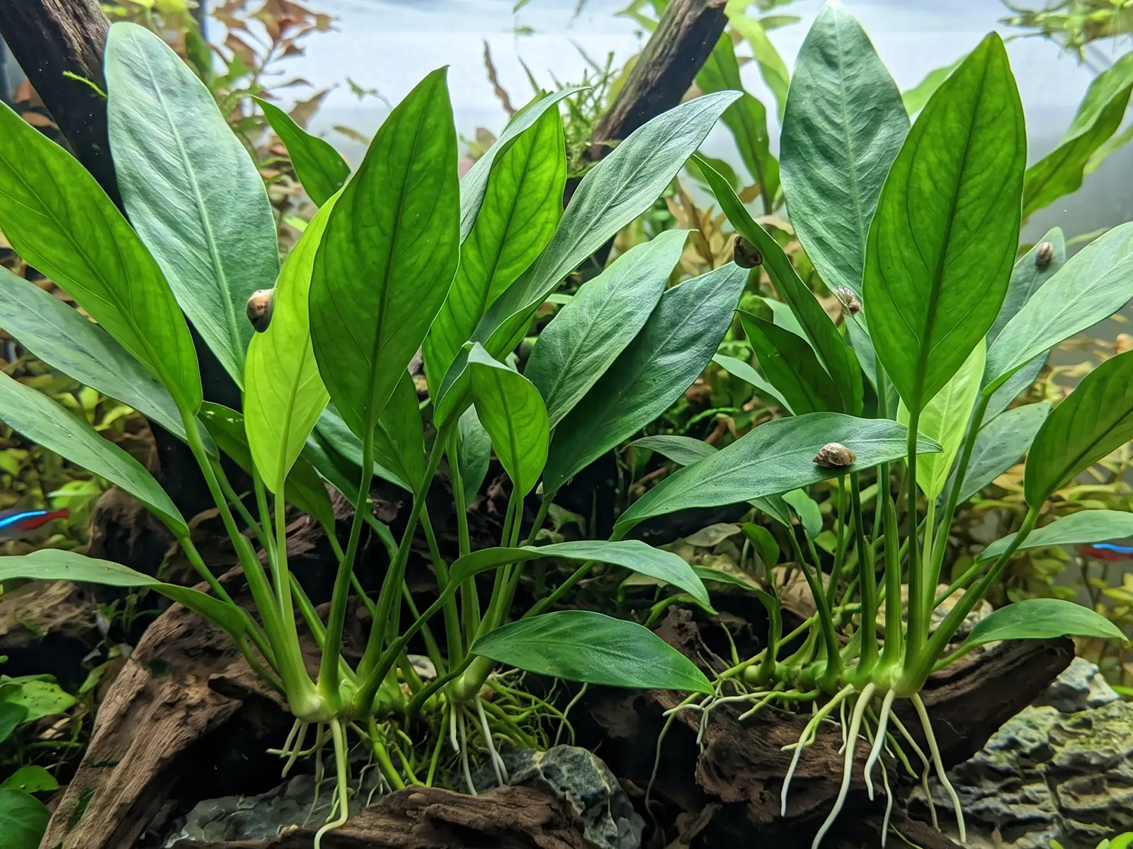 Anubias congensis in aquarium