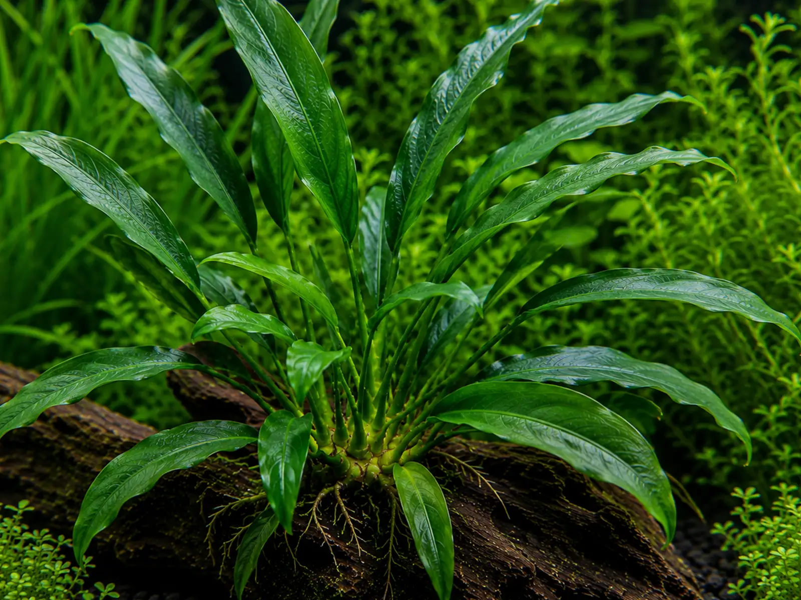 Anubias hastifolia