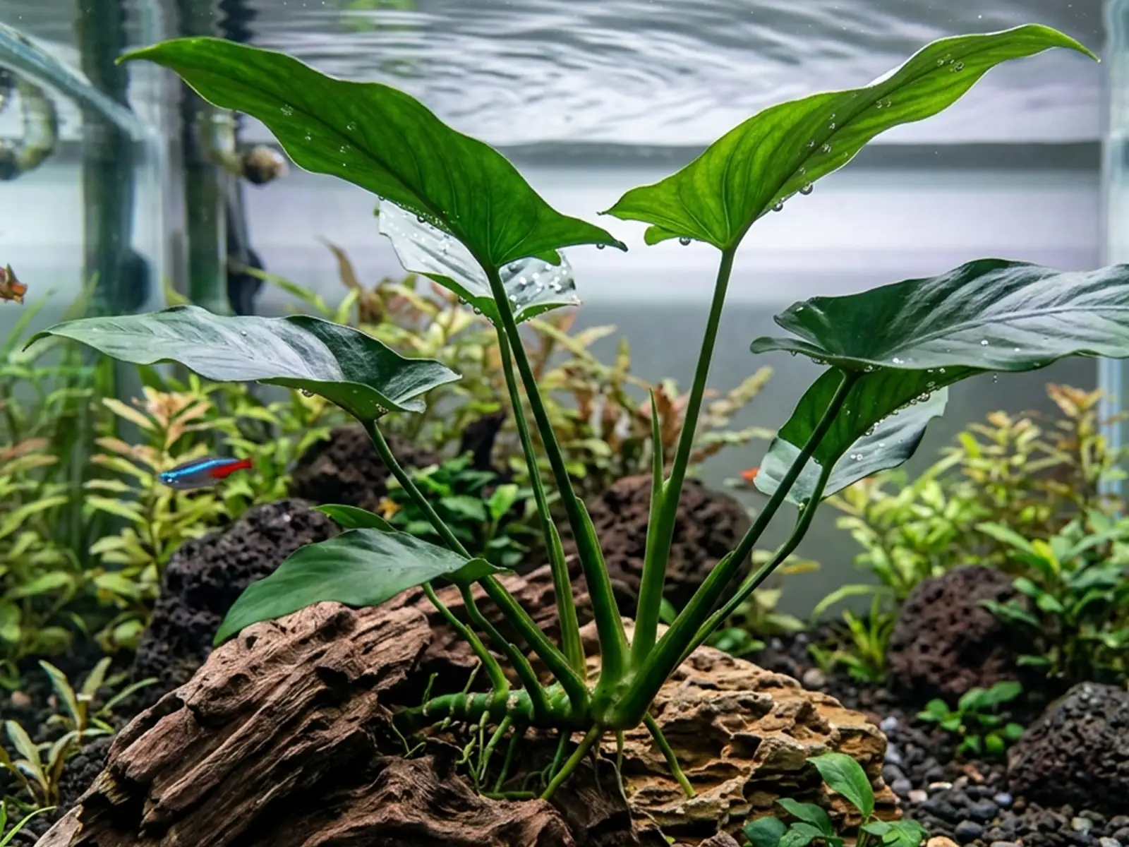 Anubias hastifolia