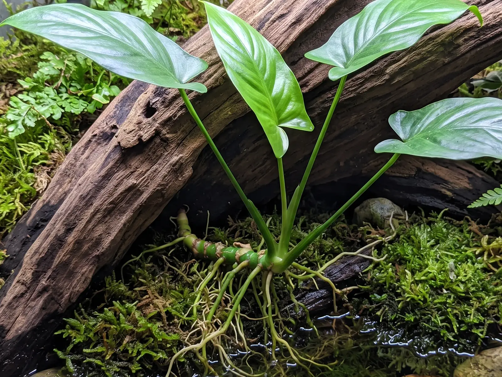 Anubias hastifolia