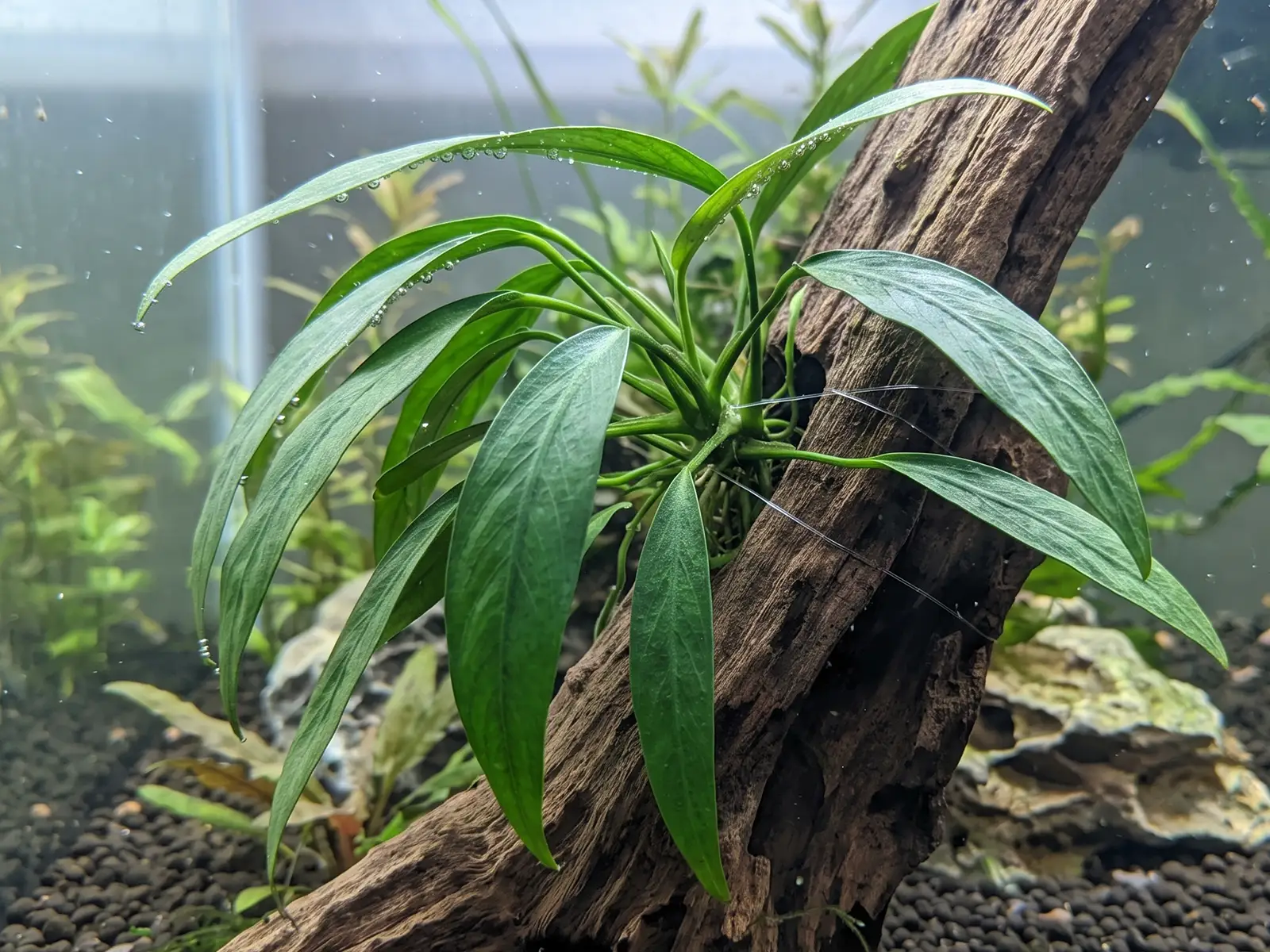 Anubias barteri var. angustifolia
