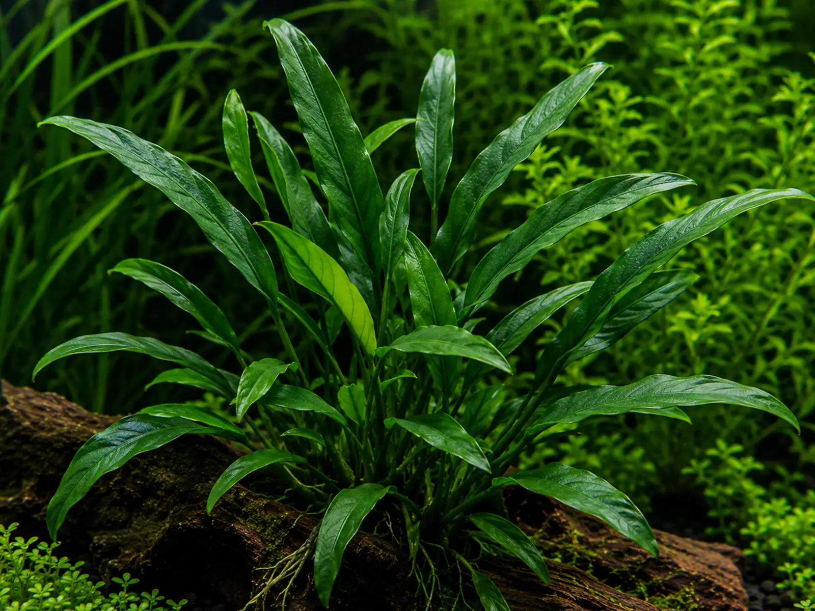 Anubias barteri var. angustifolia