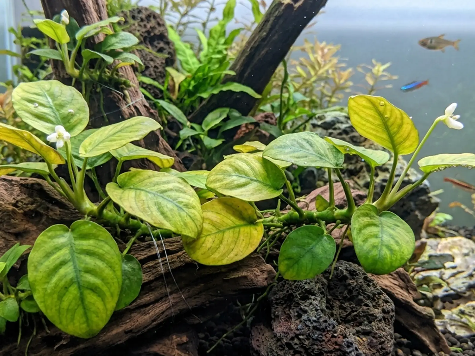 Anubias barteri var. nana 'Golden'