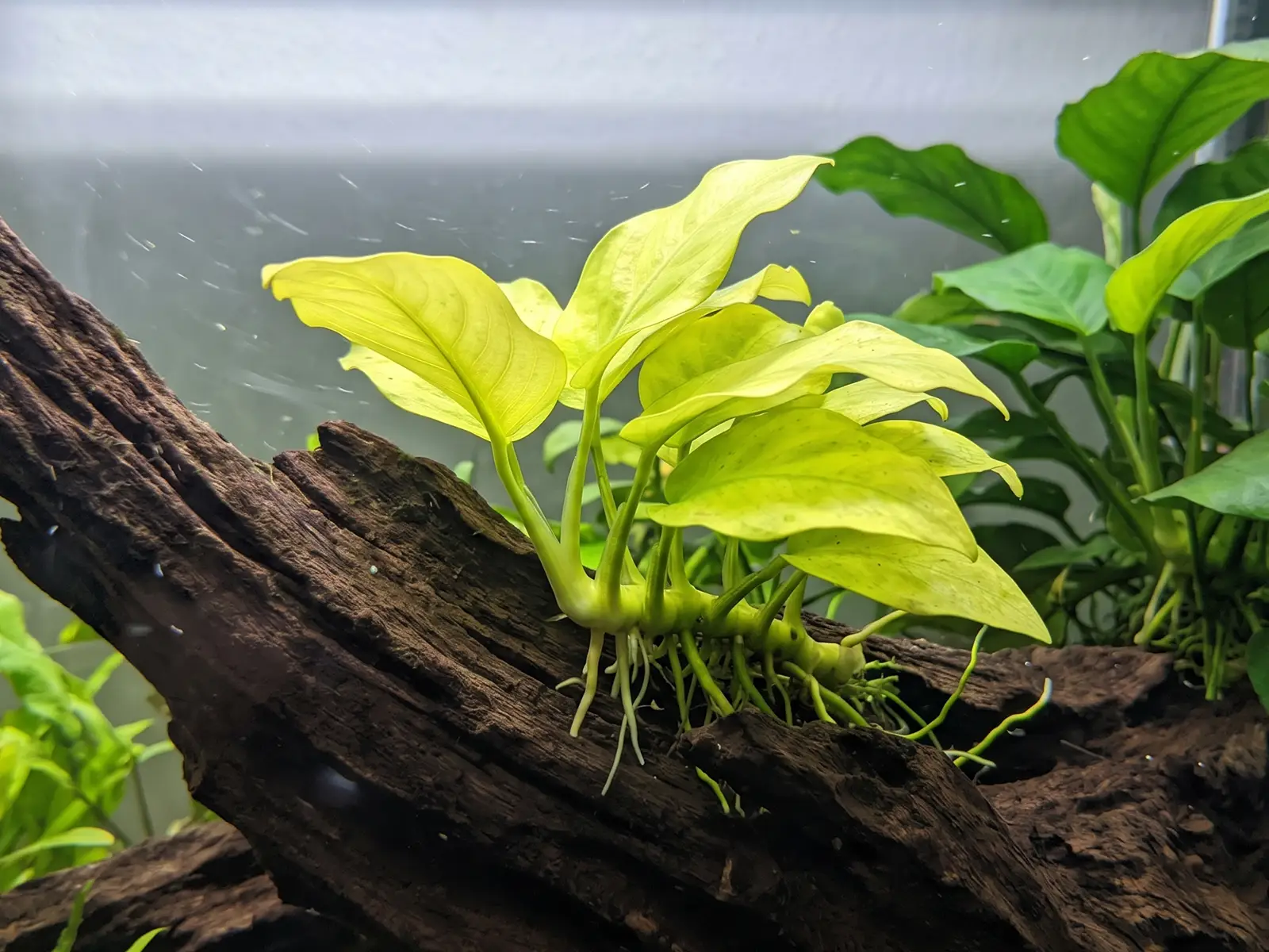 fish tank Anubias barteri var. nana 'Golden'