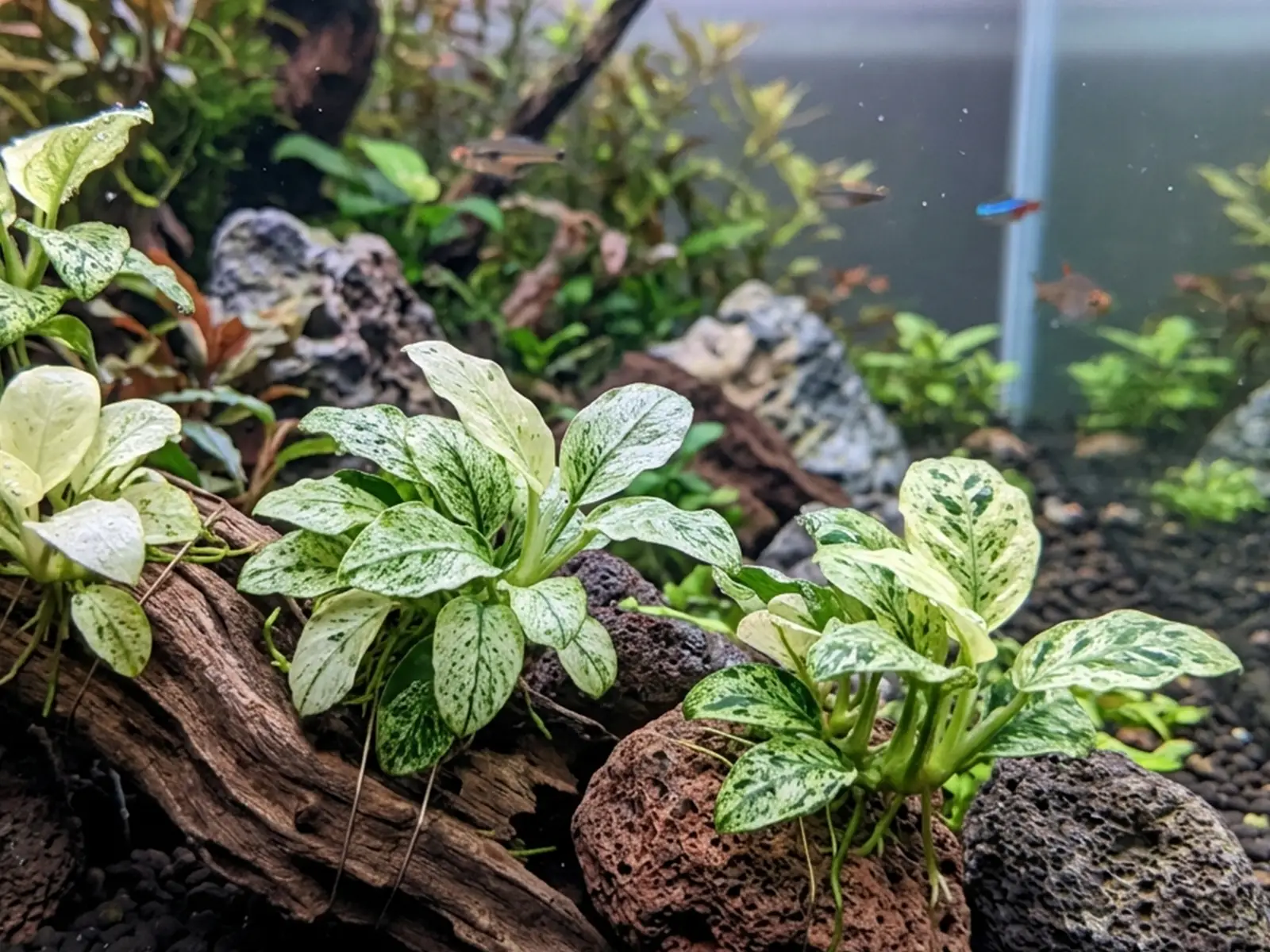 Anubias barteri var. nana 'Pinto'