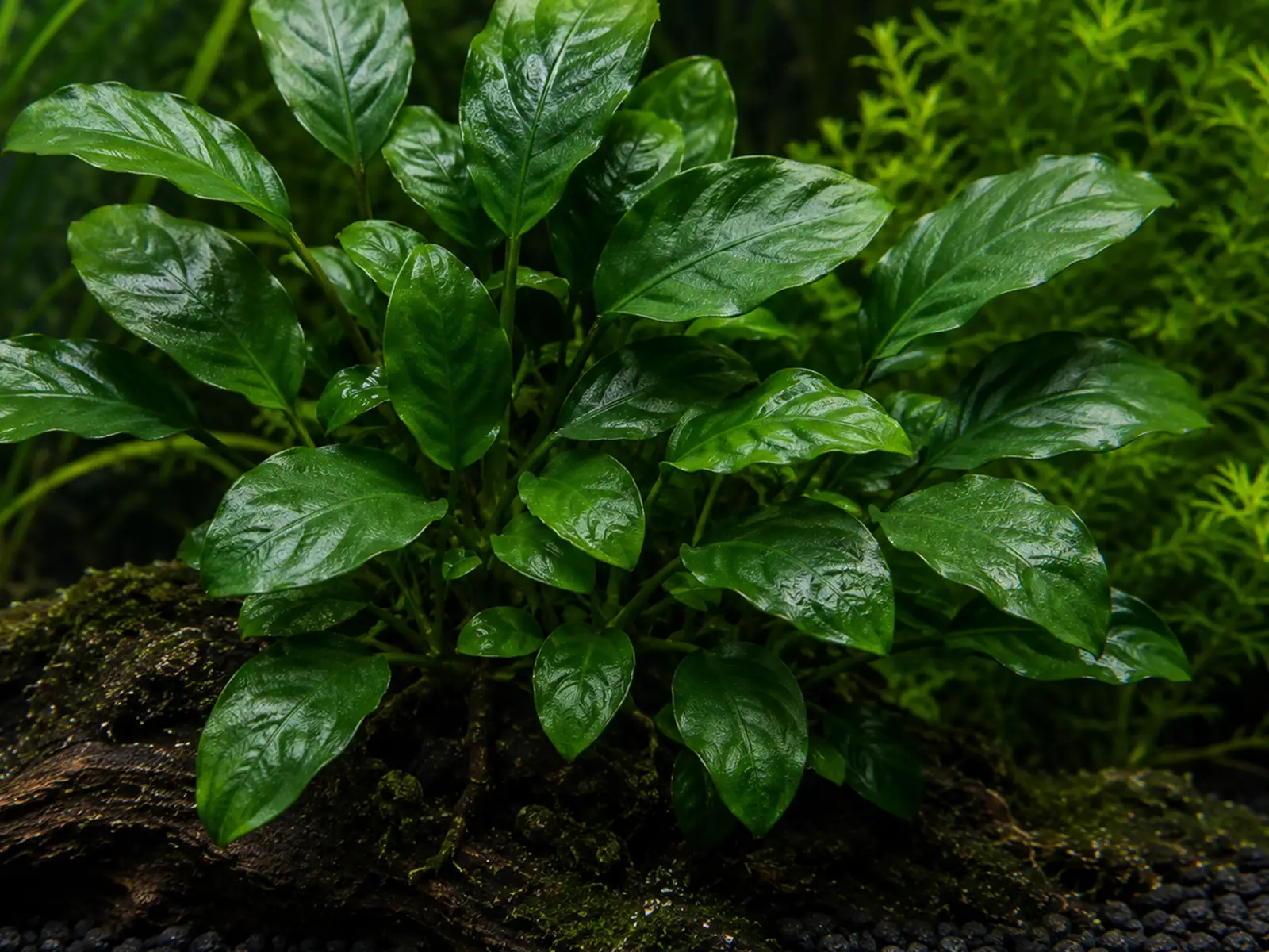Anubias 'Frazeri'